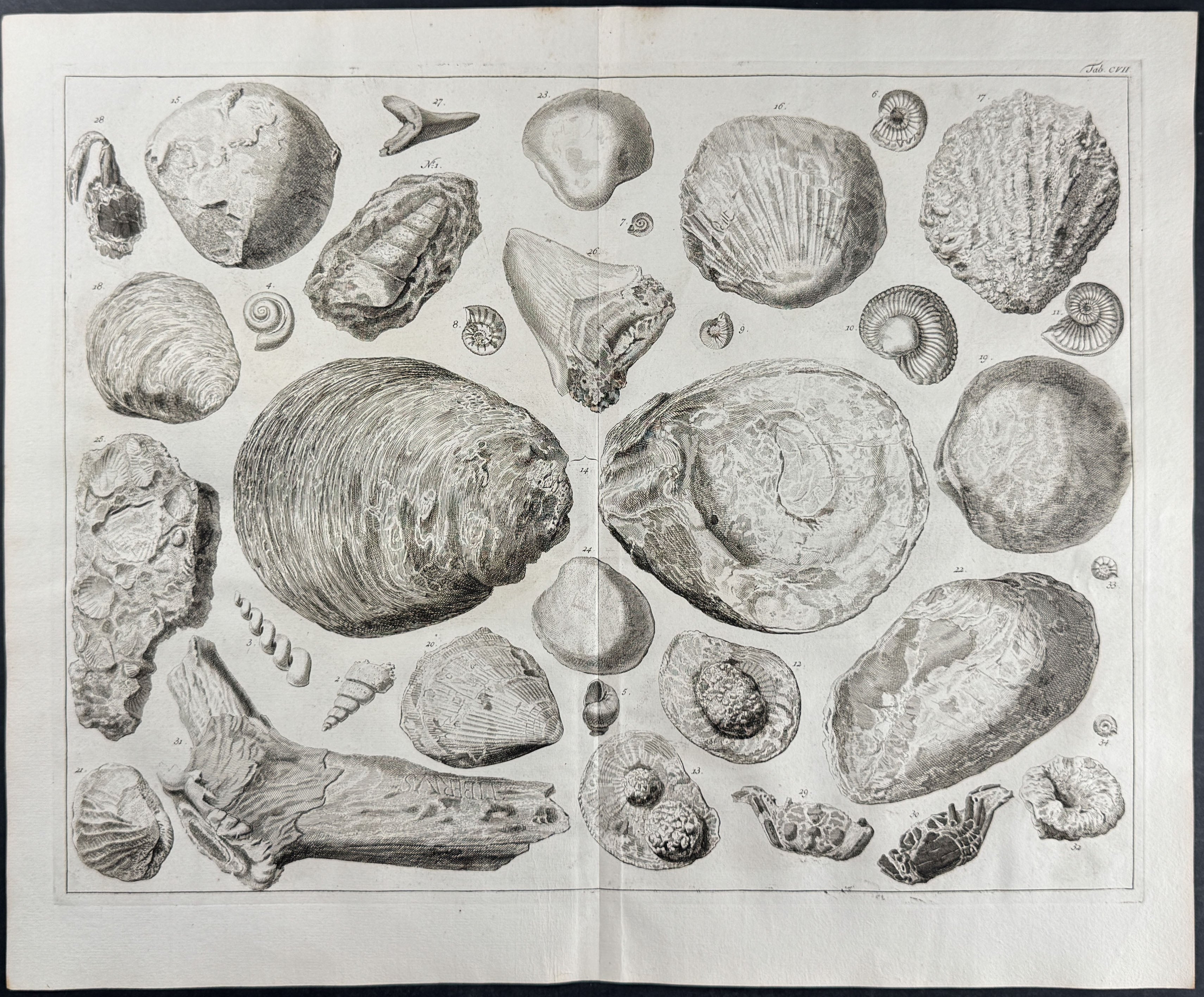 Shells, Fossils 