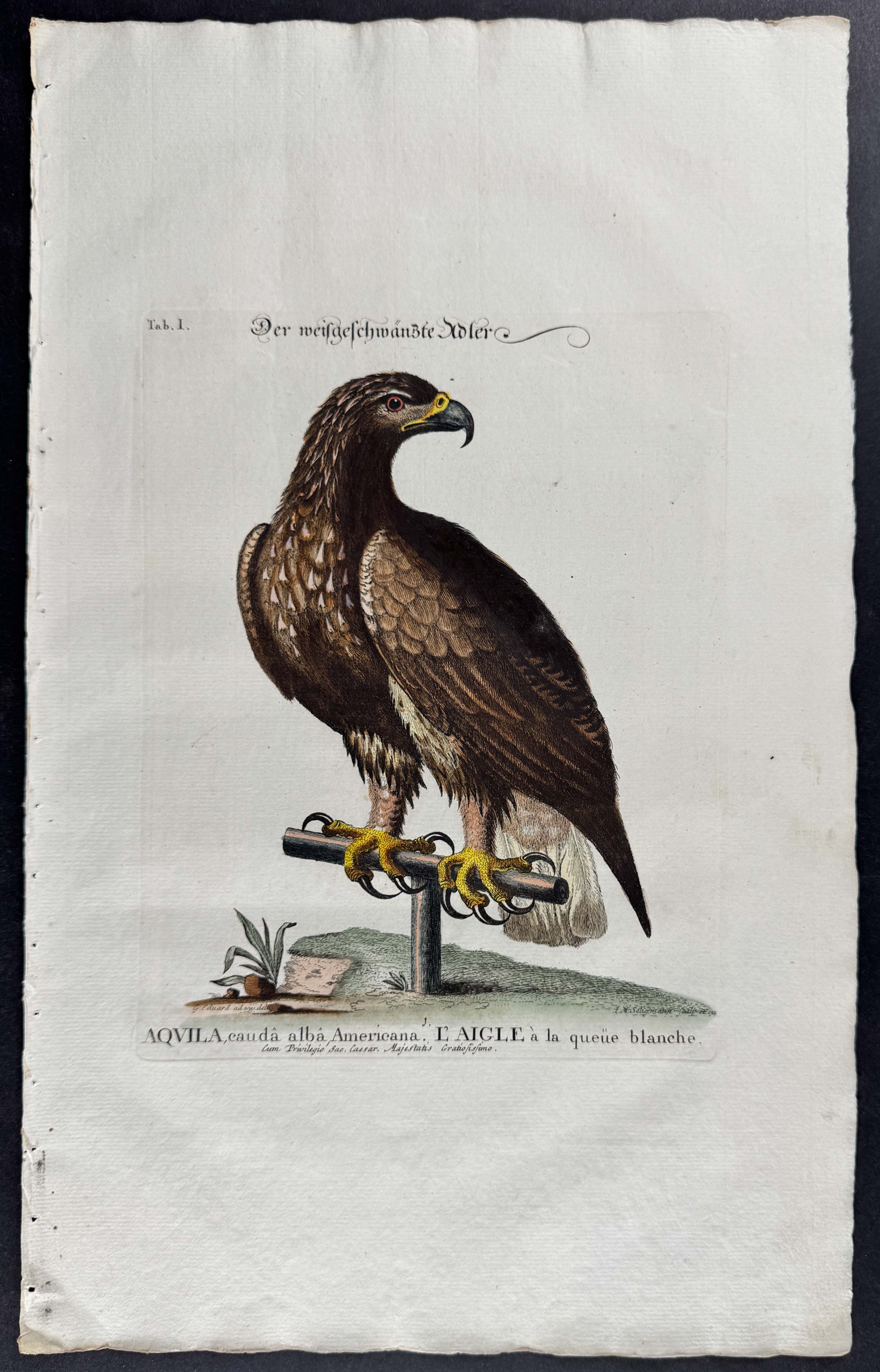 White-tailed Eagle