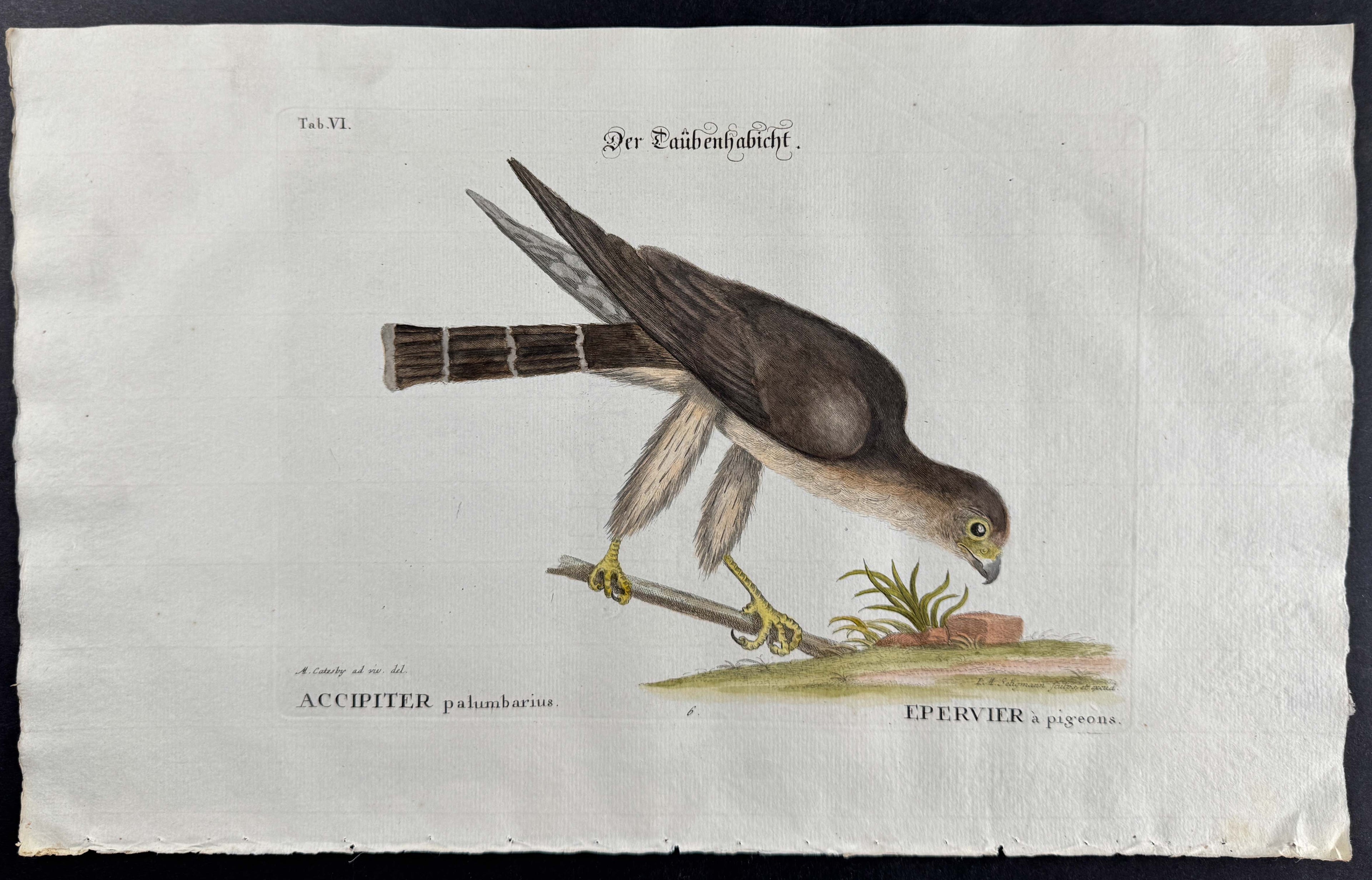Pigeon-Hawk