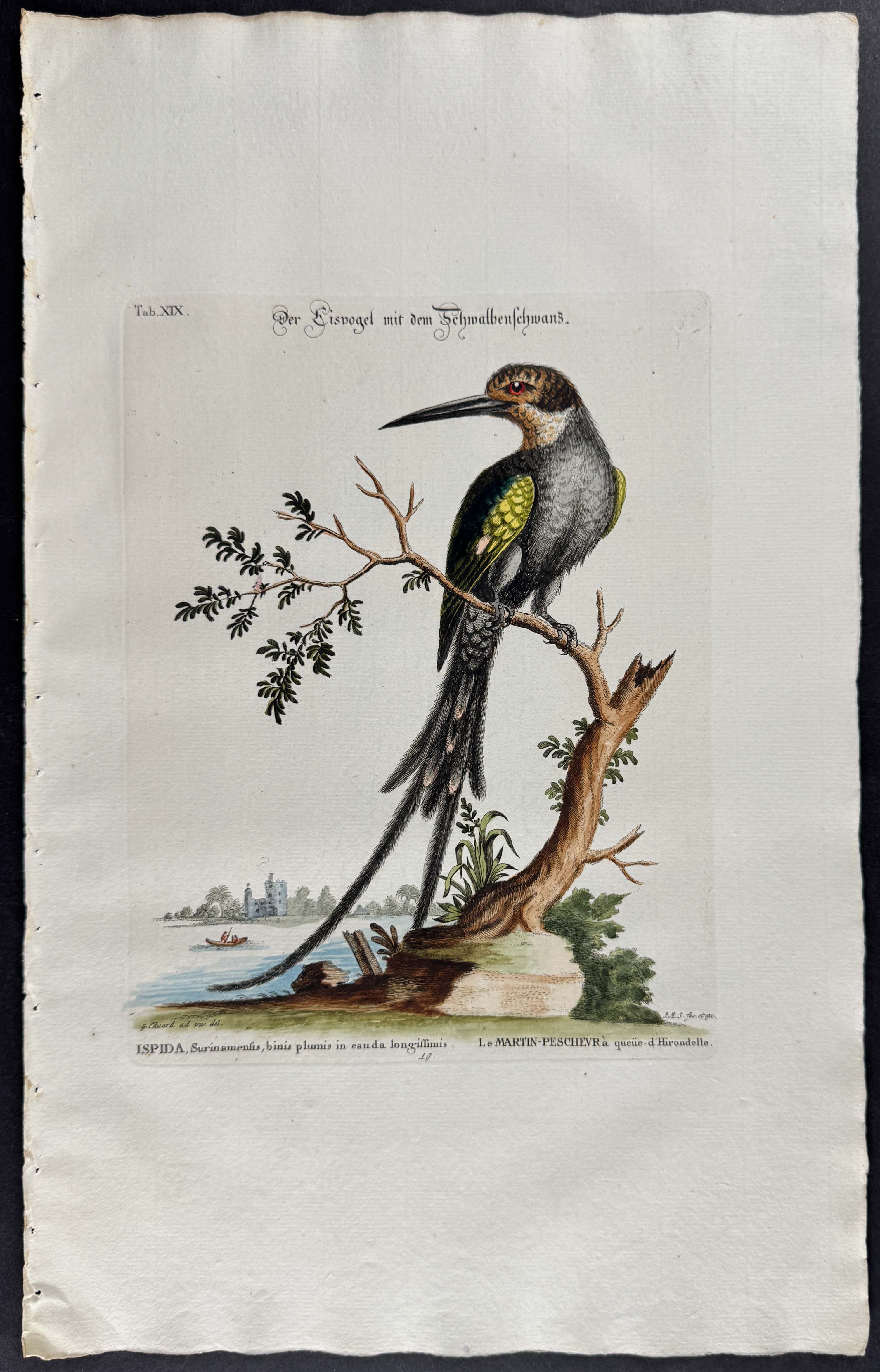 Long-tailed Kingfisher