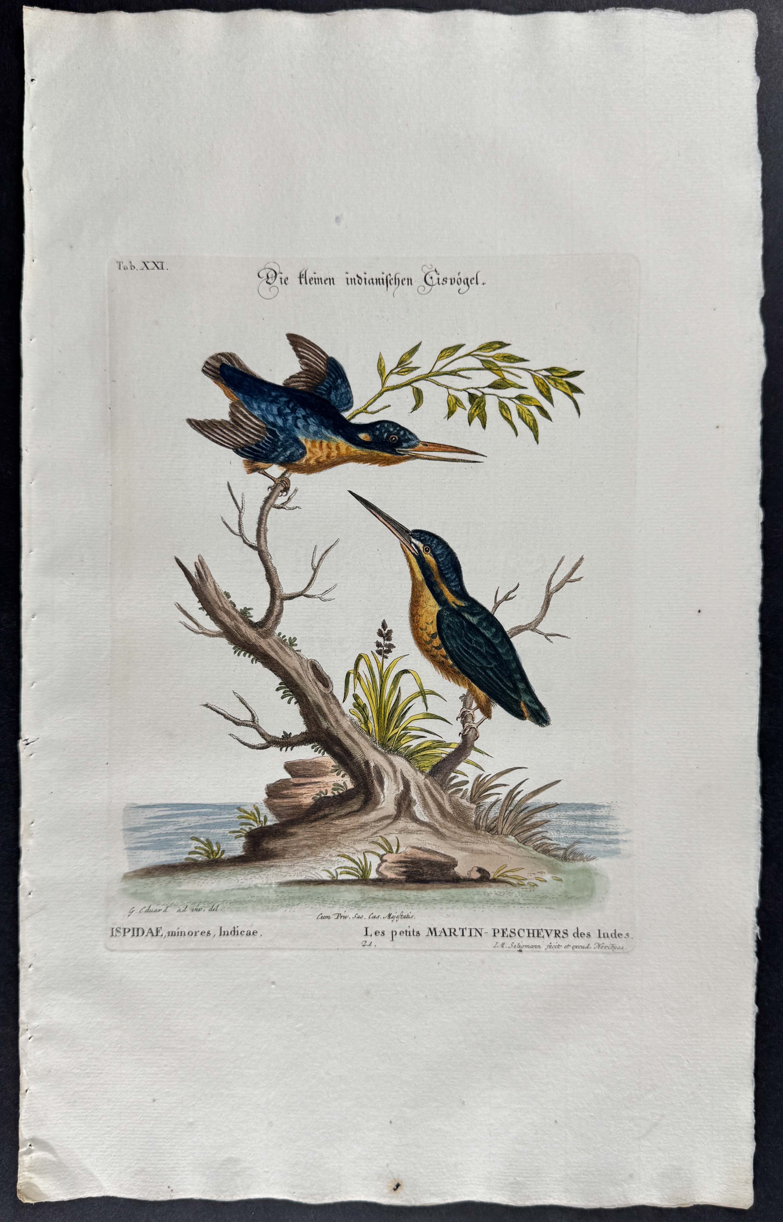 Kingfishers