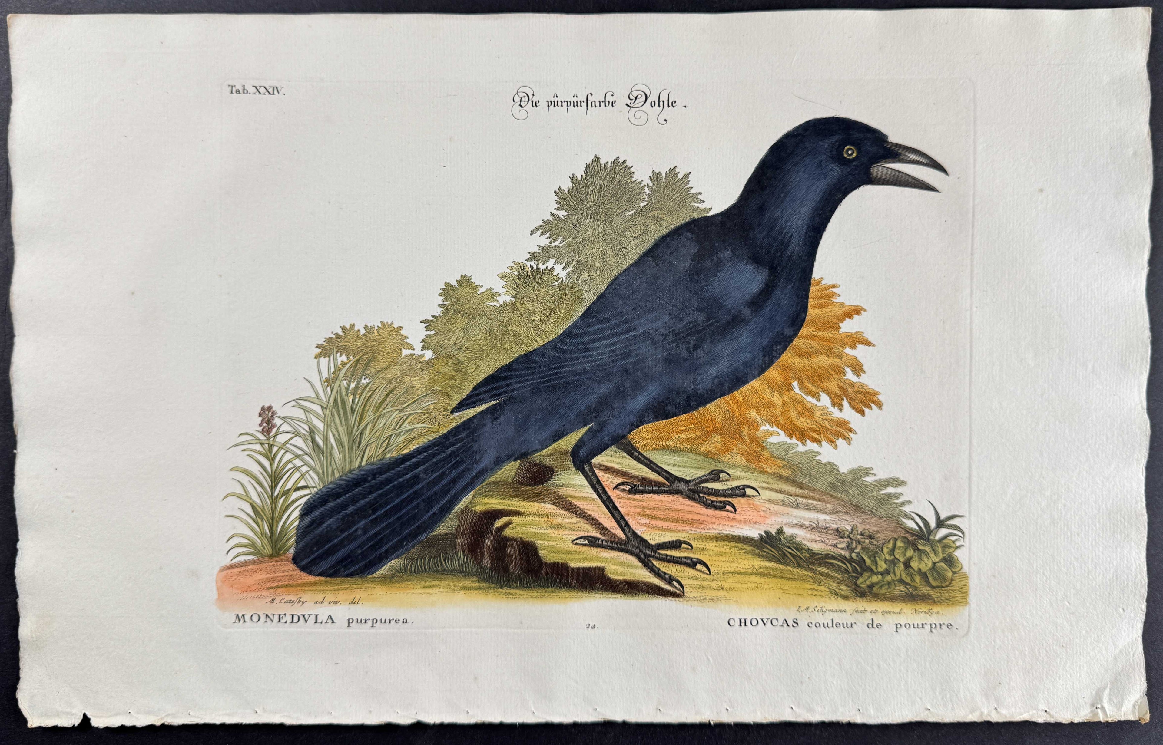 Purple Jack Daw