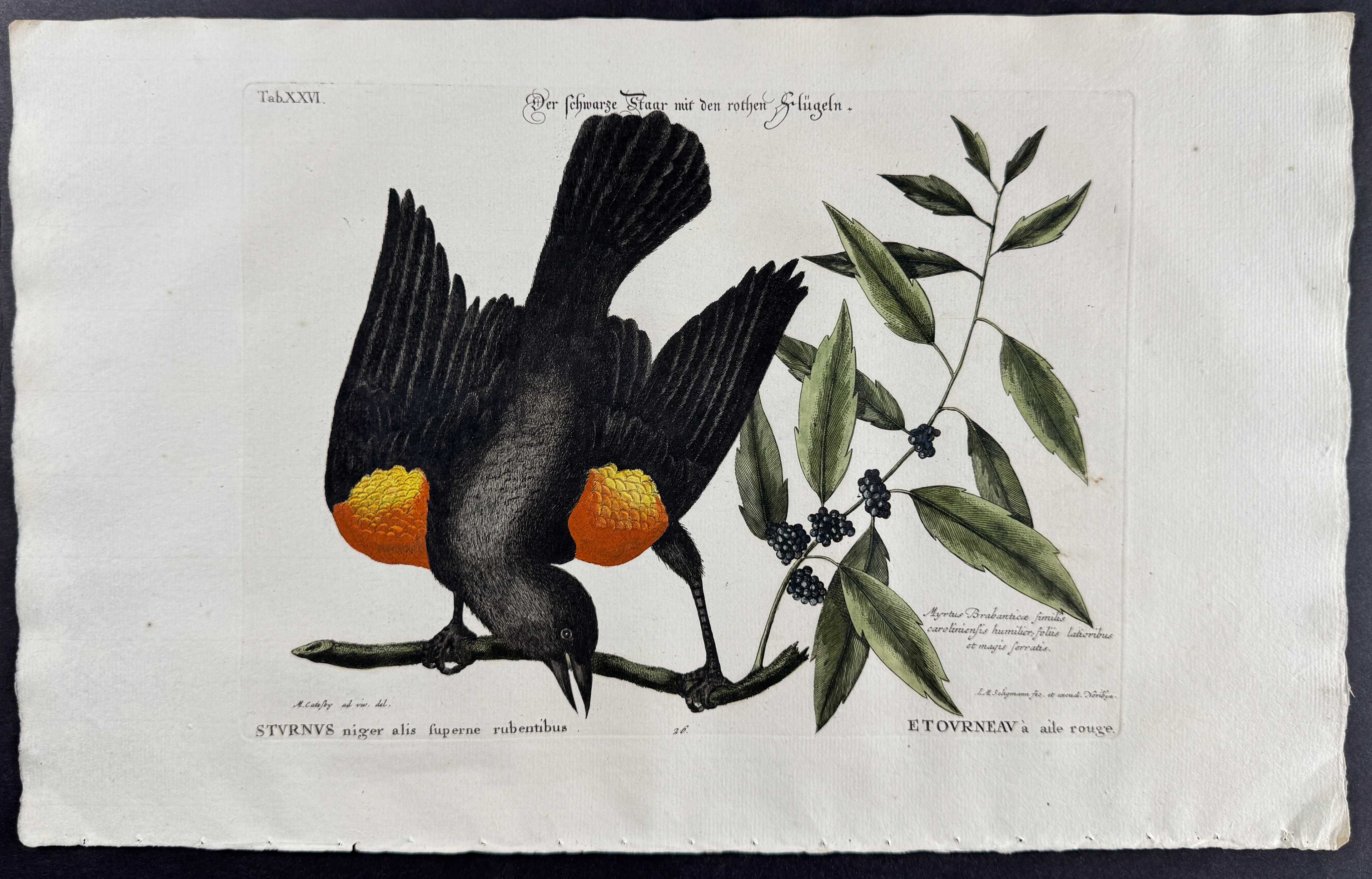 Red-winged Starling