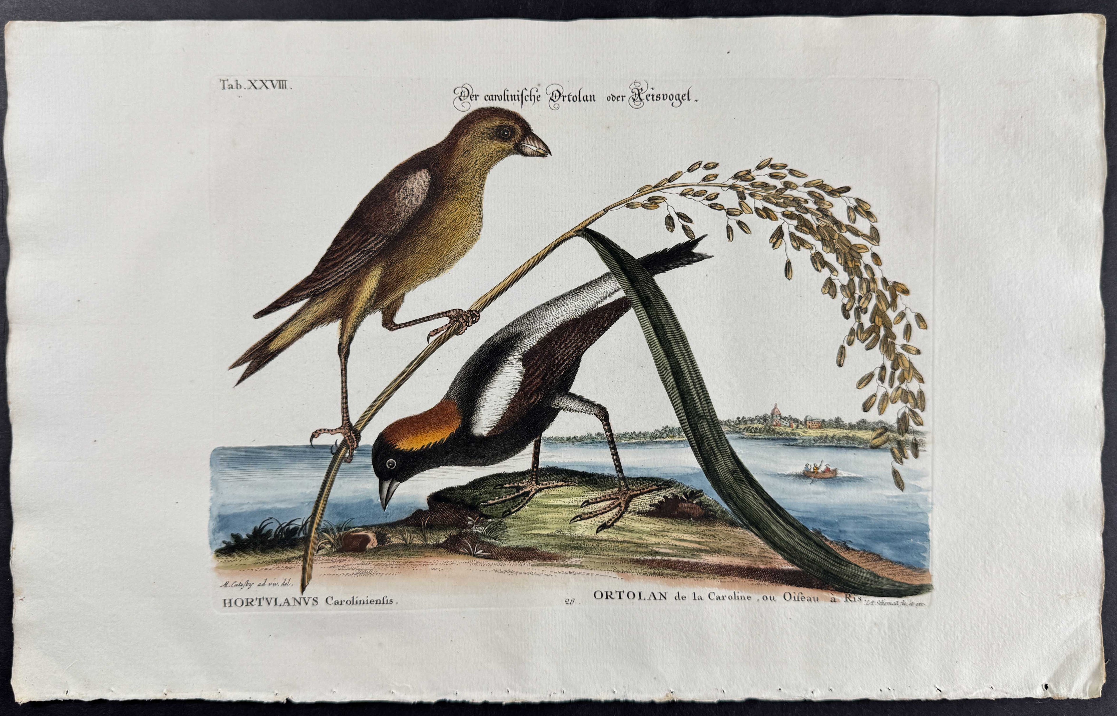 Rice-Bird with Rice
