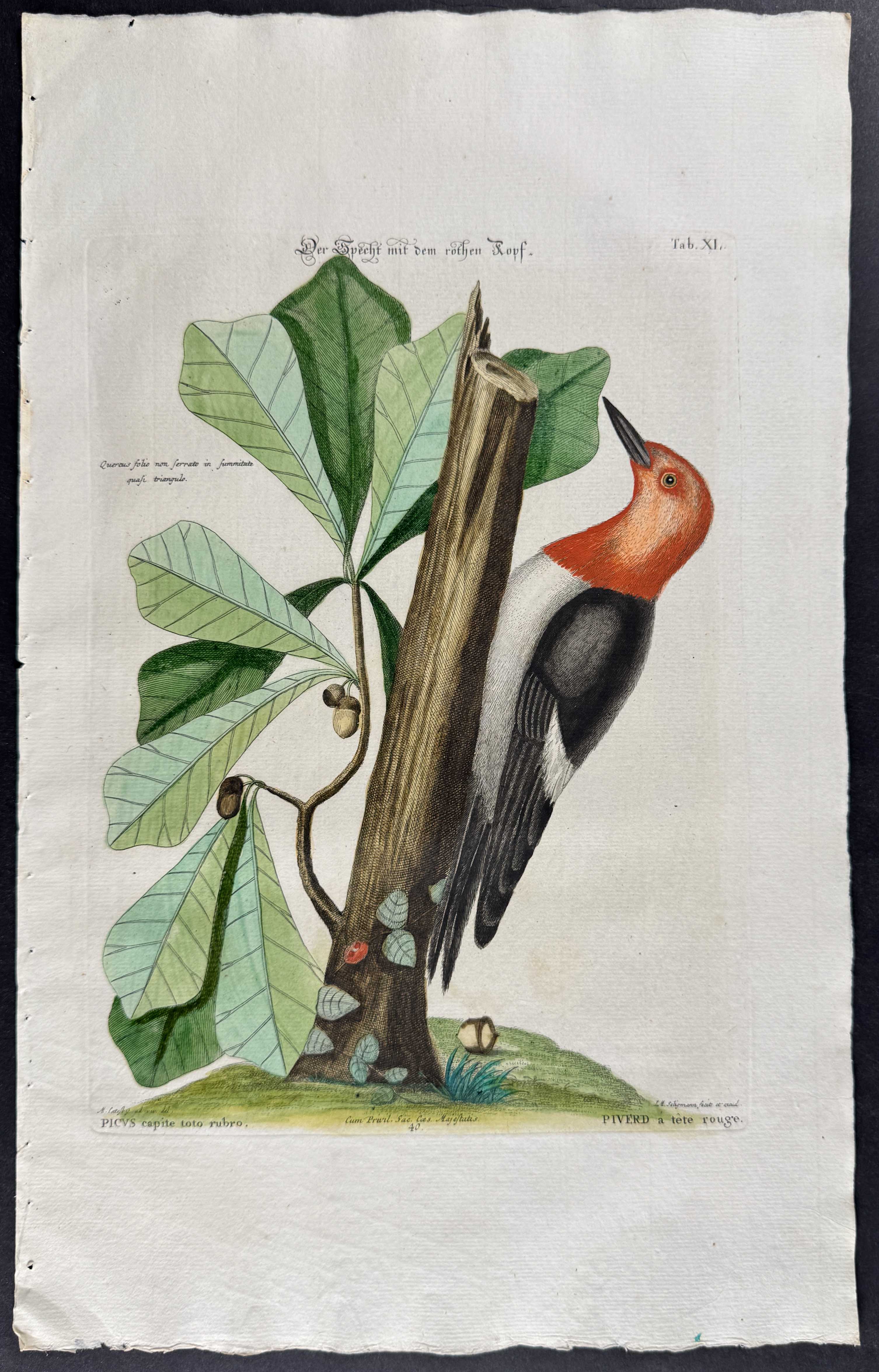 Red-headed Woodpecker