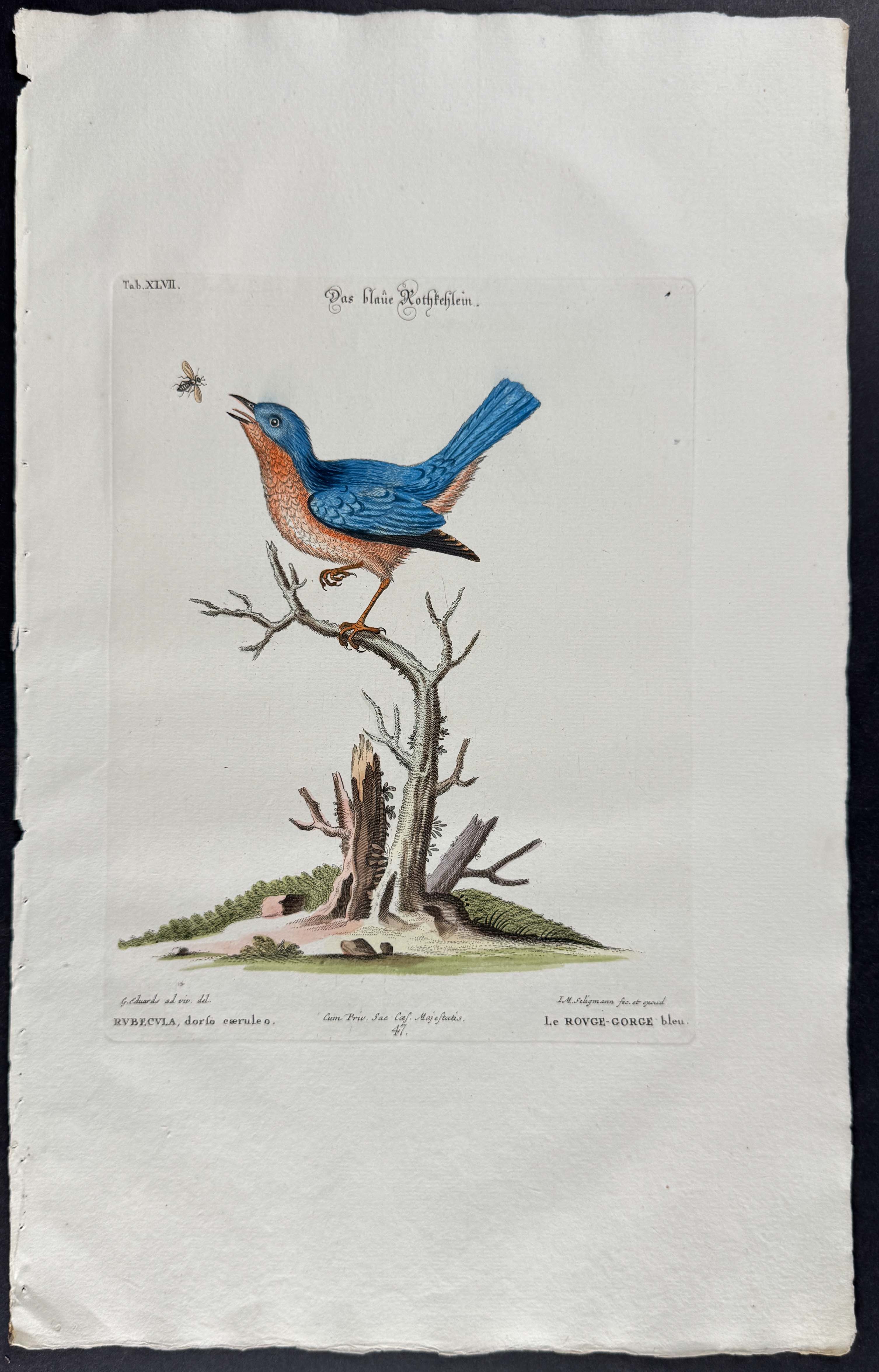 Blue Red-Breast