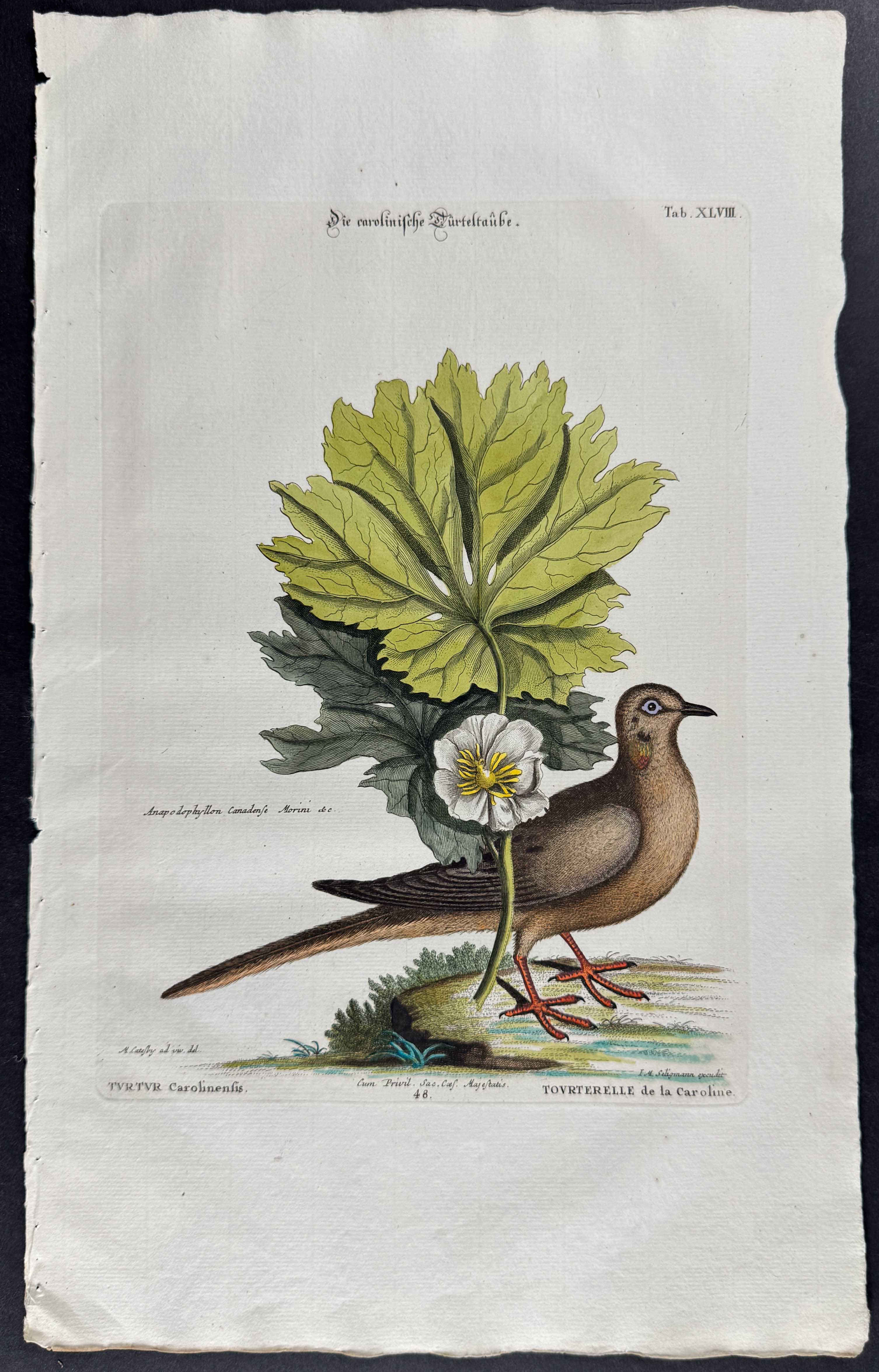 Turtle Dove of Carolina & May Apple