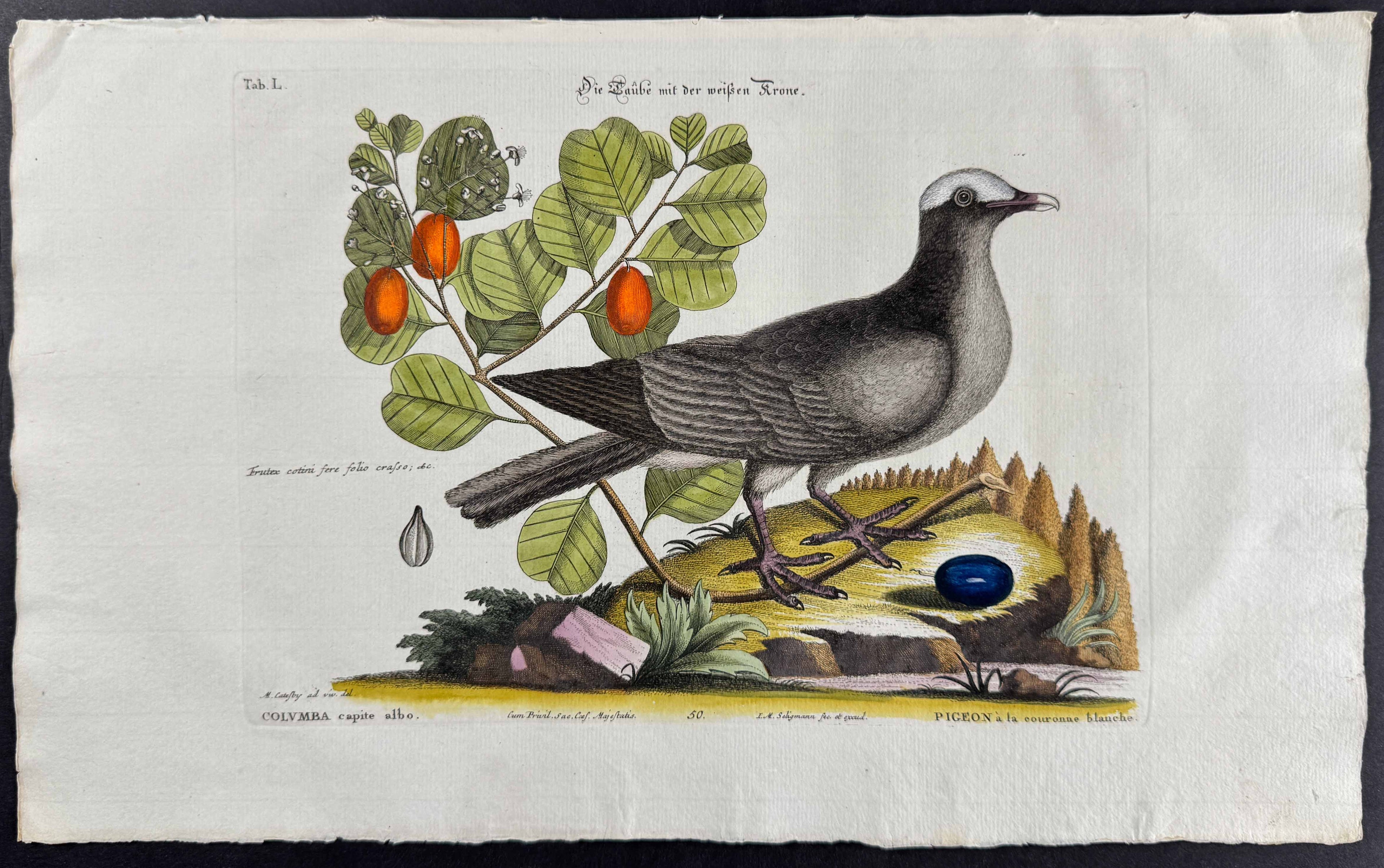 White Crowned Pigeon