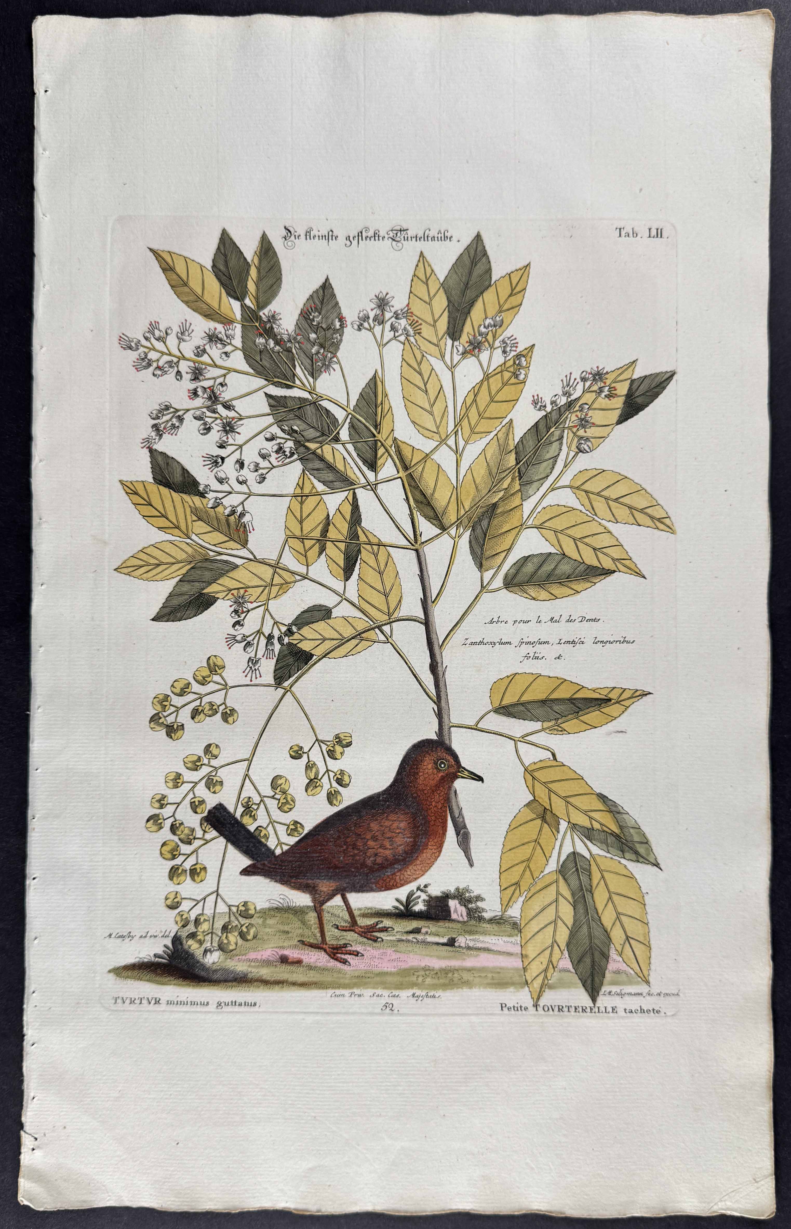 Ground Dove