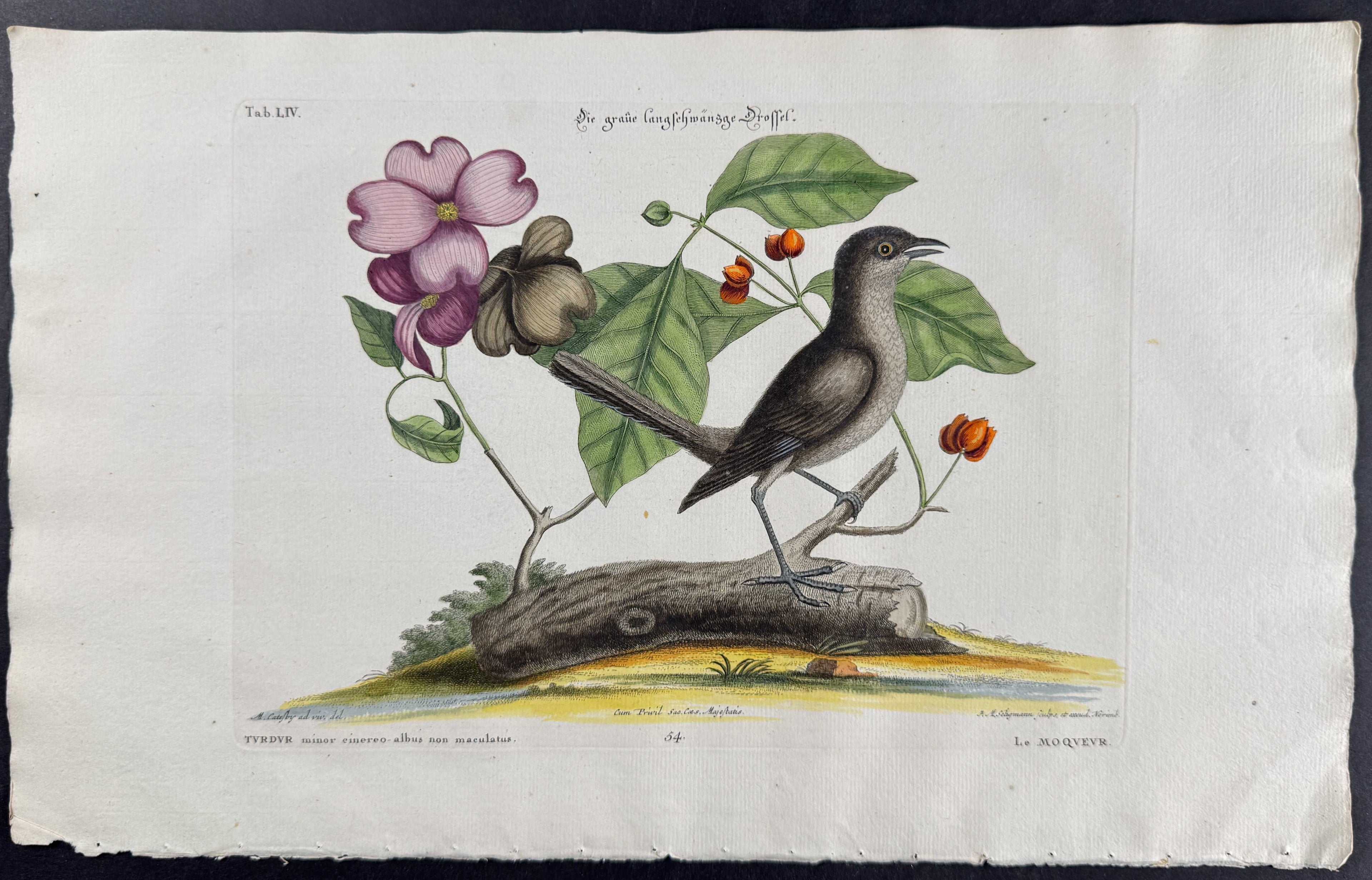 Florida Mockingbird