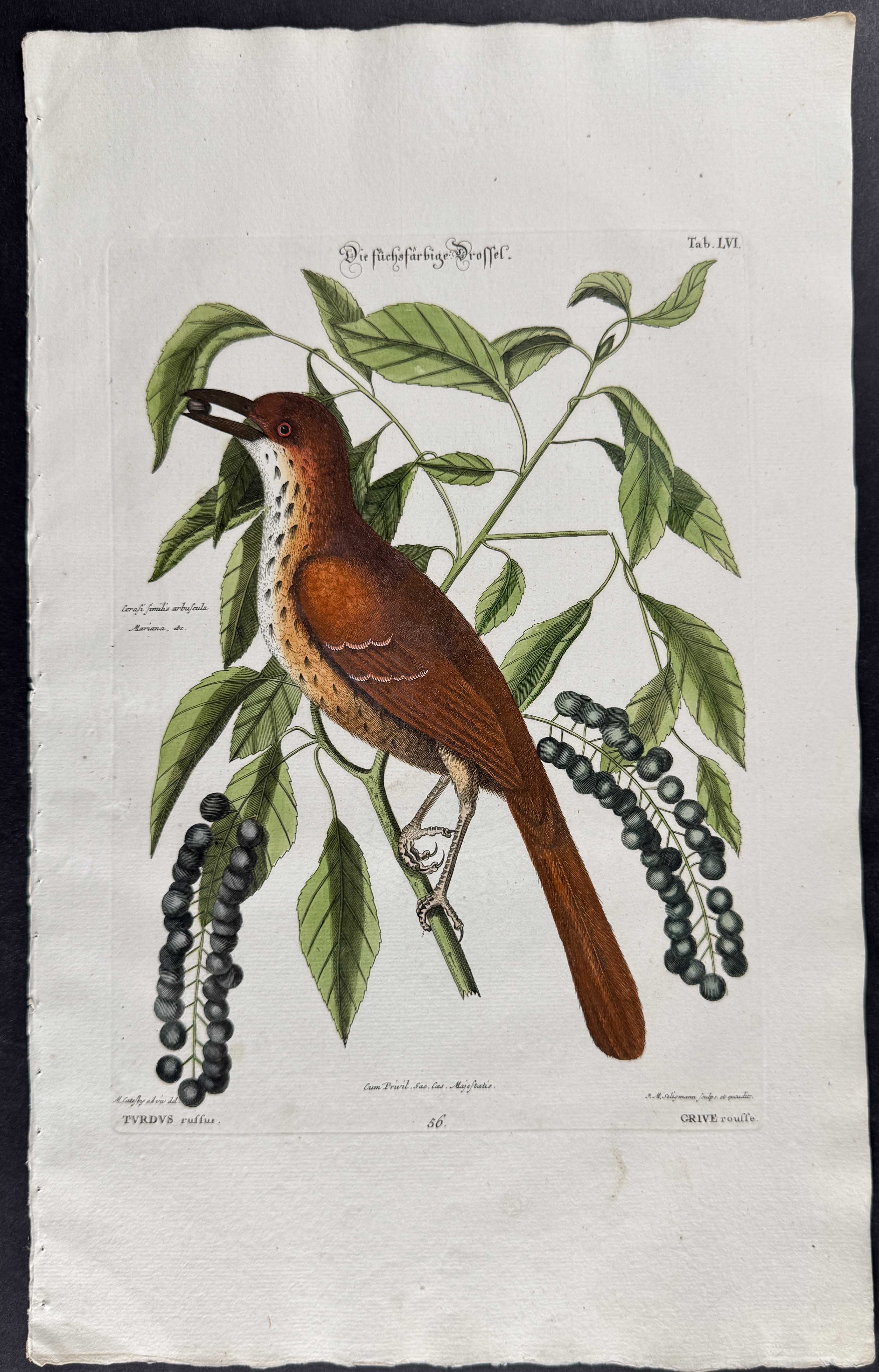 Fox Coloured Thrush