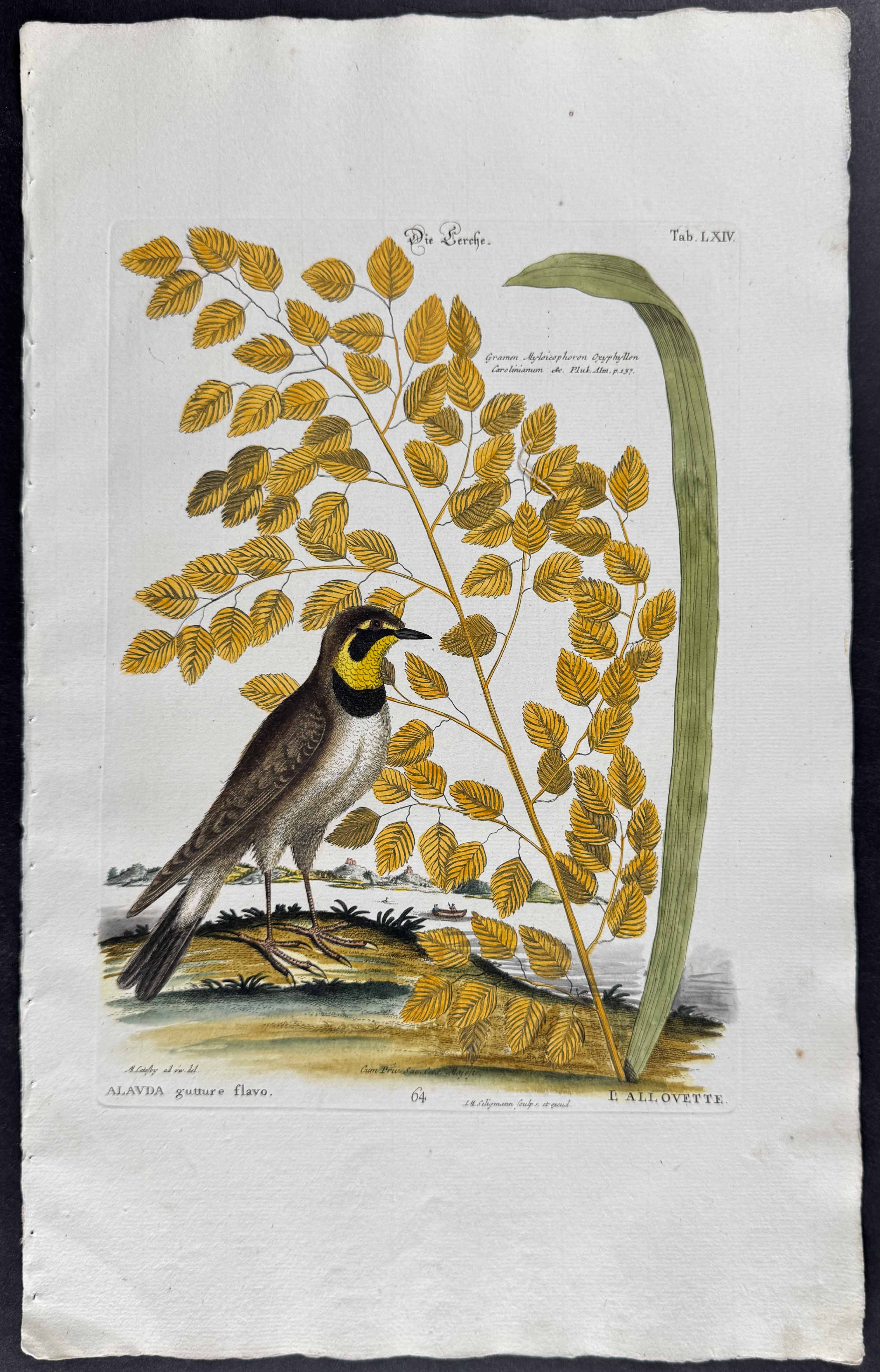 Lark