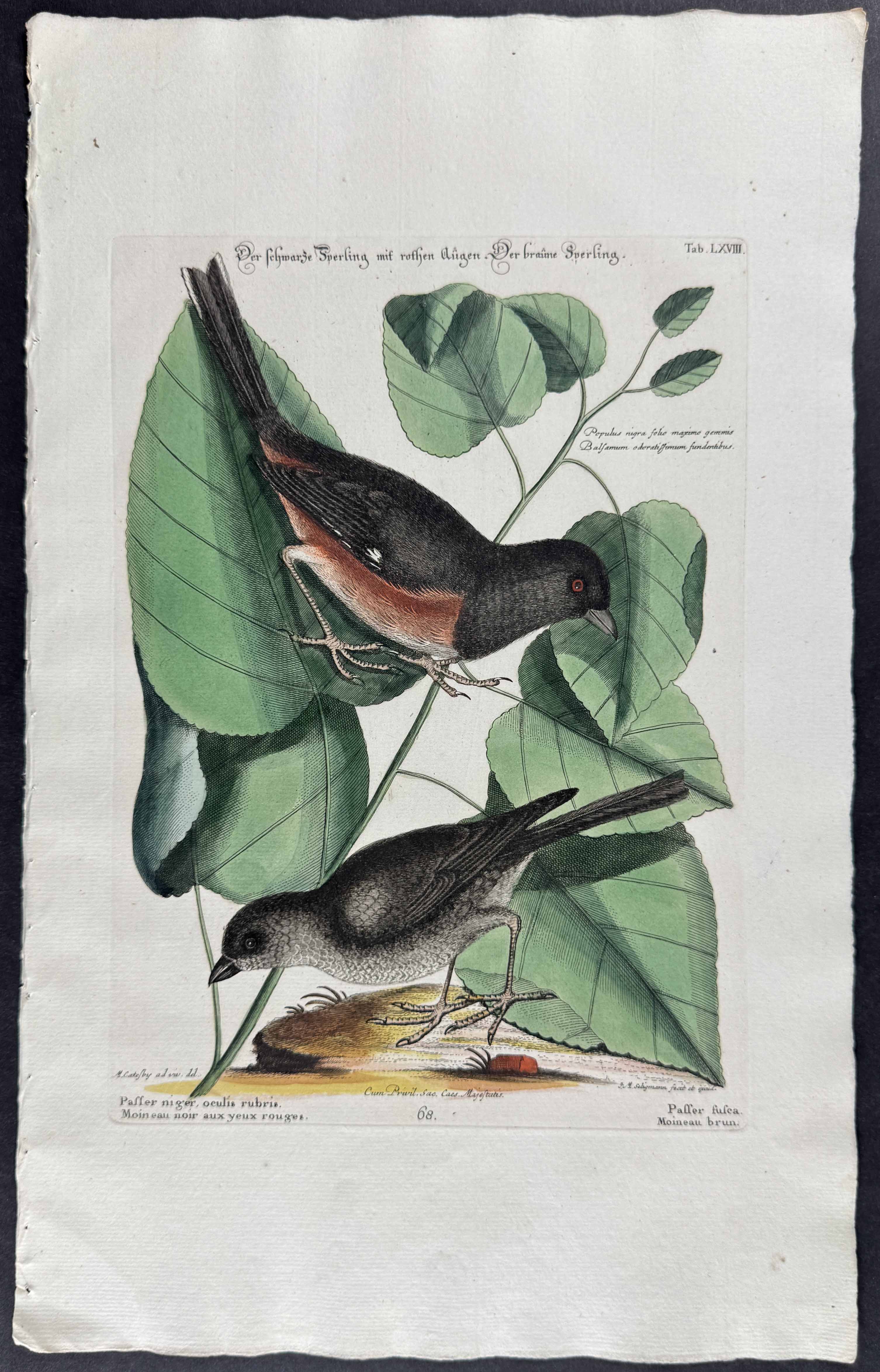 Towhe Bird