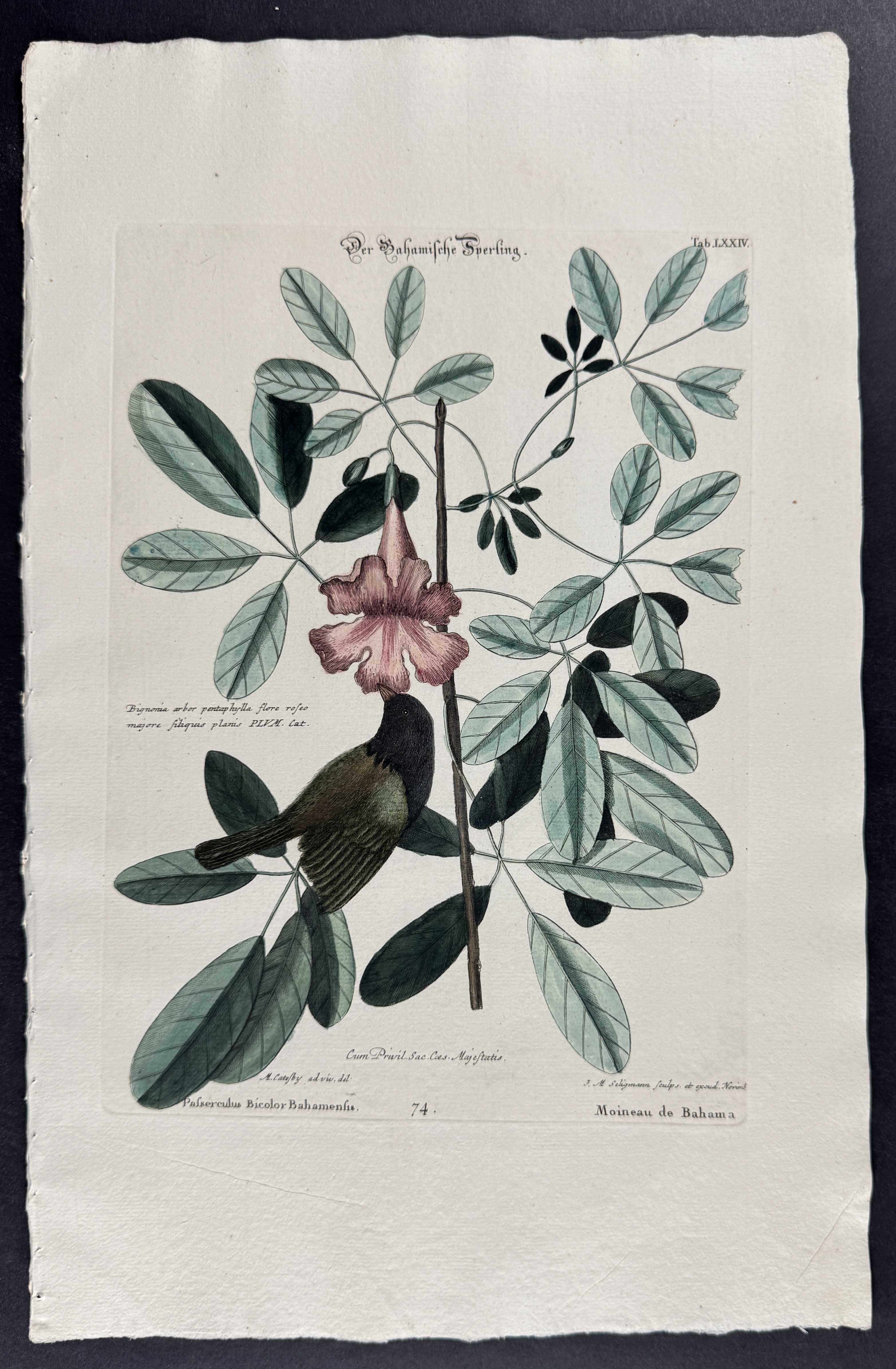 Bahama Sparrow & Bignonia