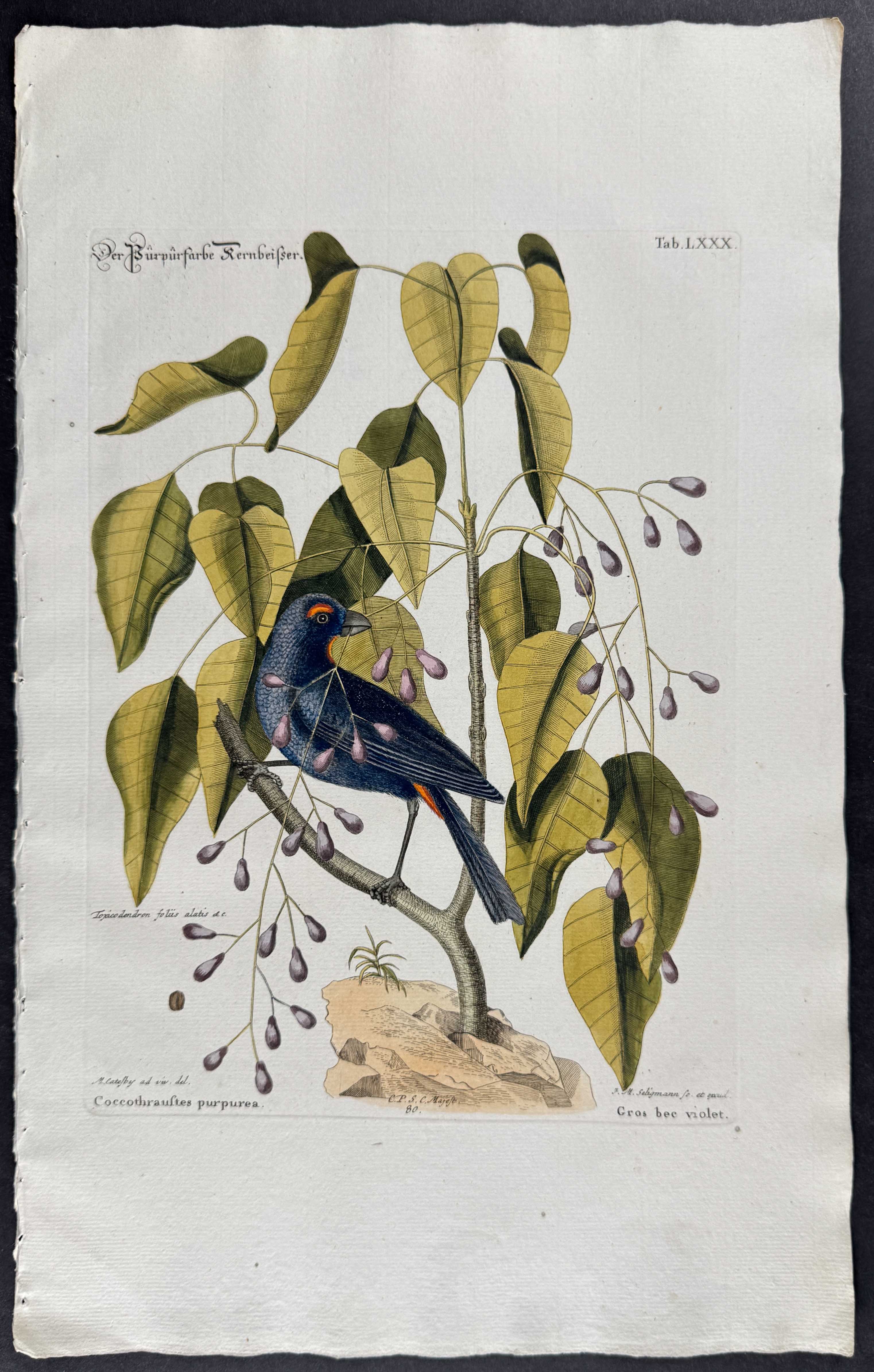 Purple Grosbeak