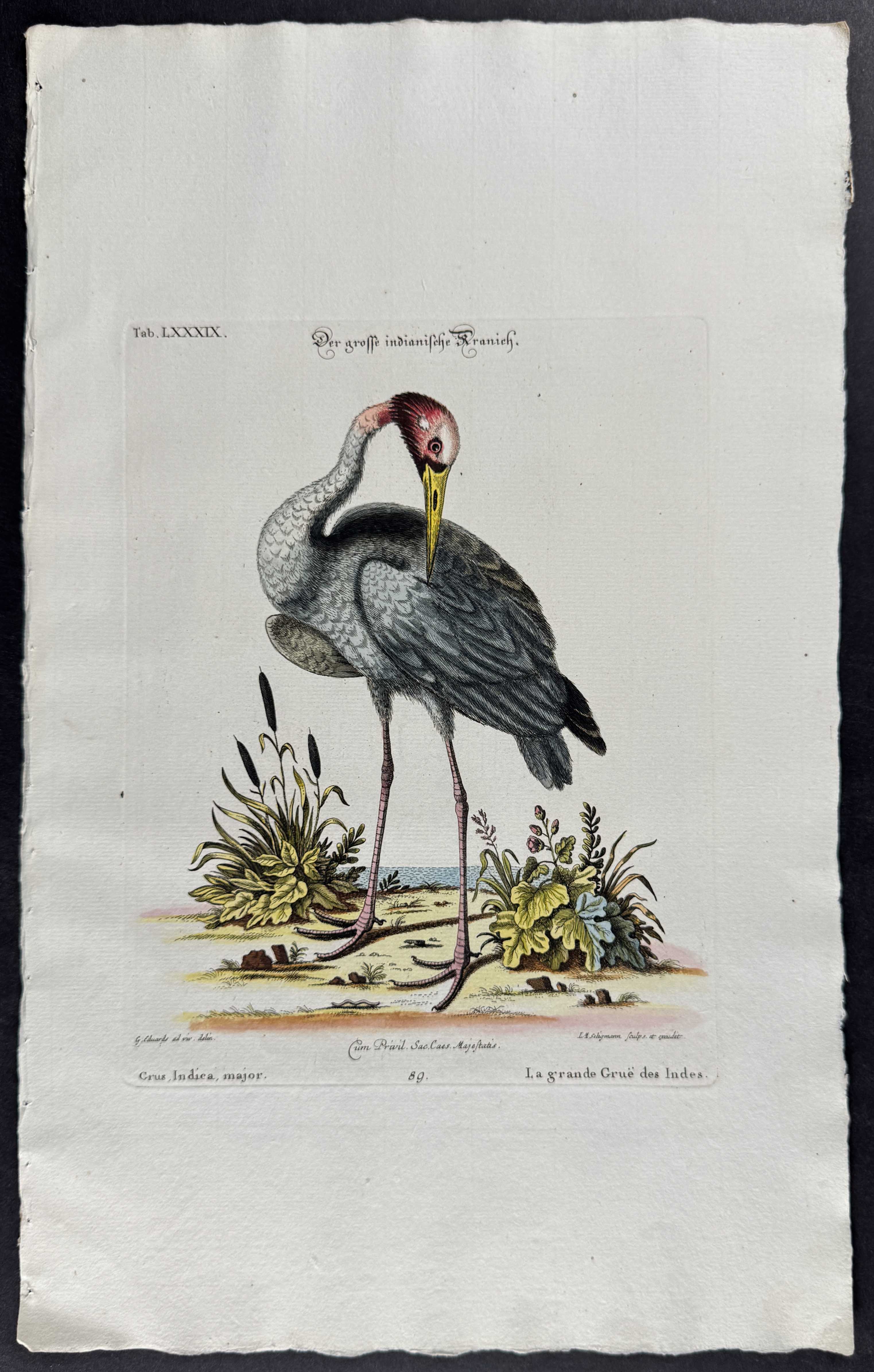 Crane