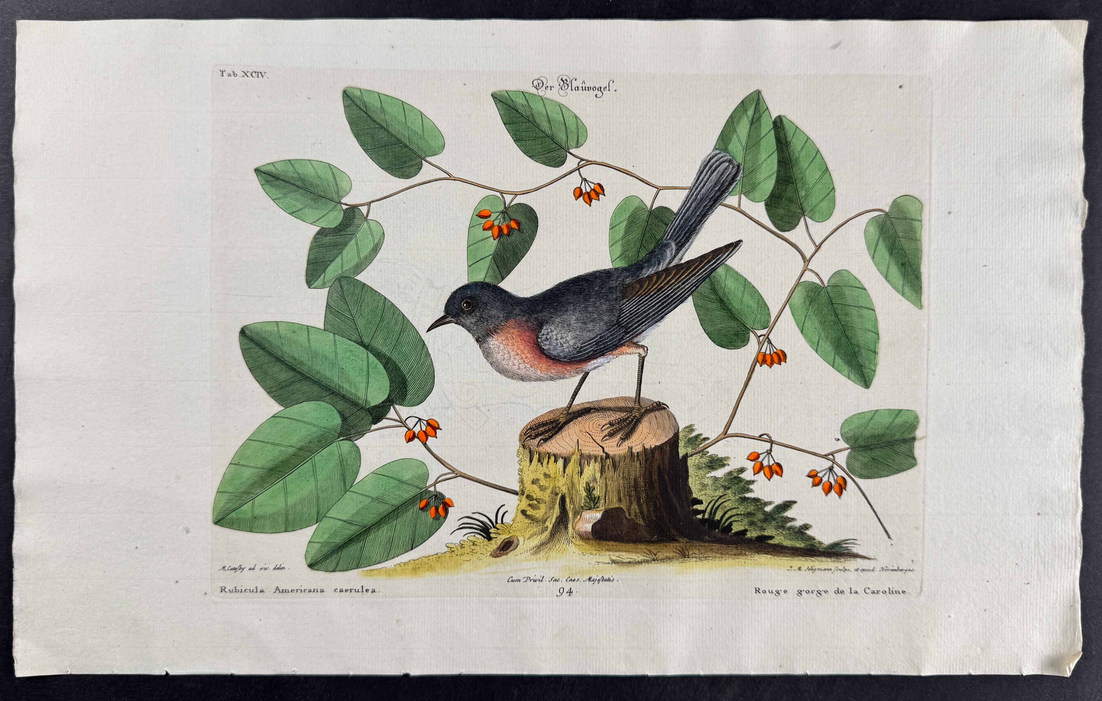 Blue Bird