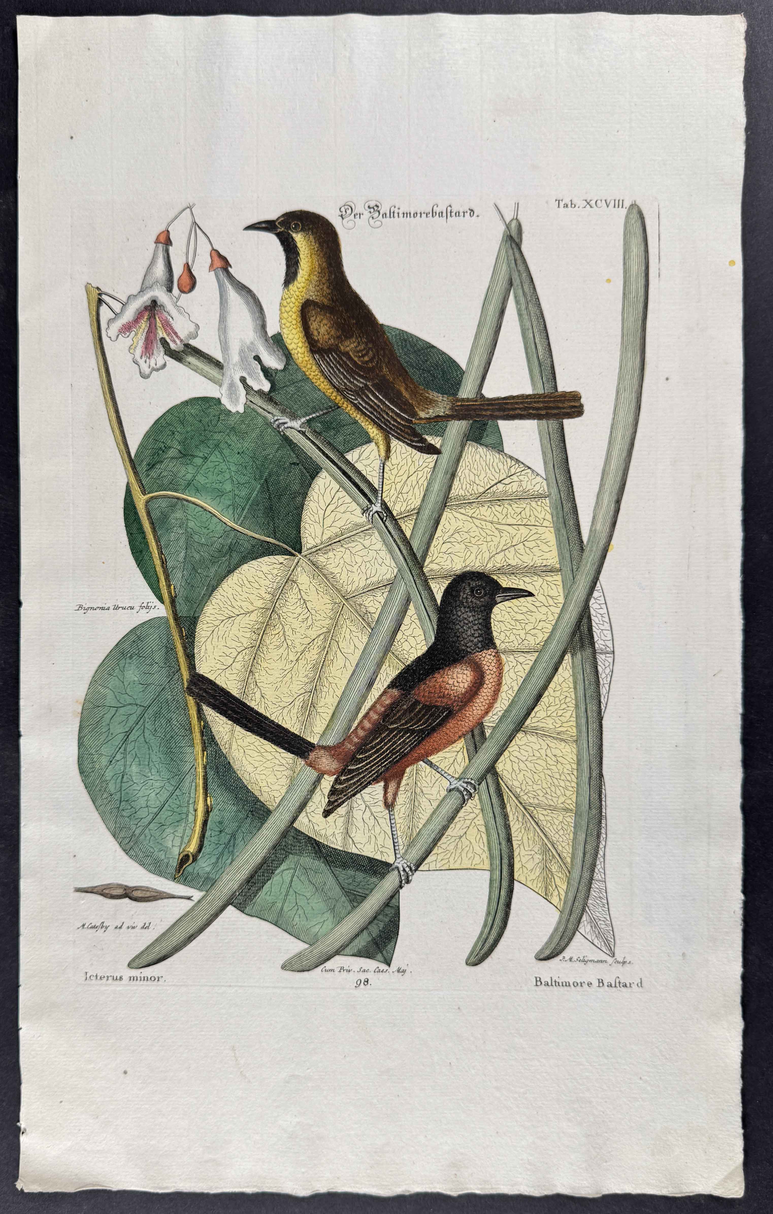 Myna