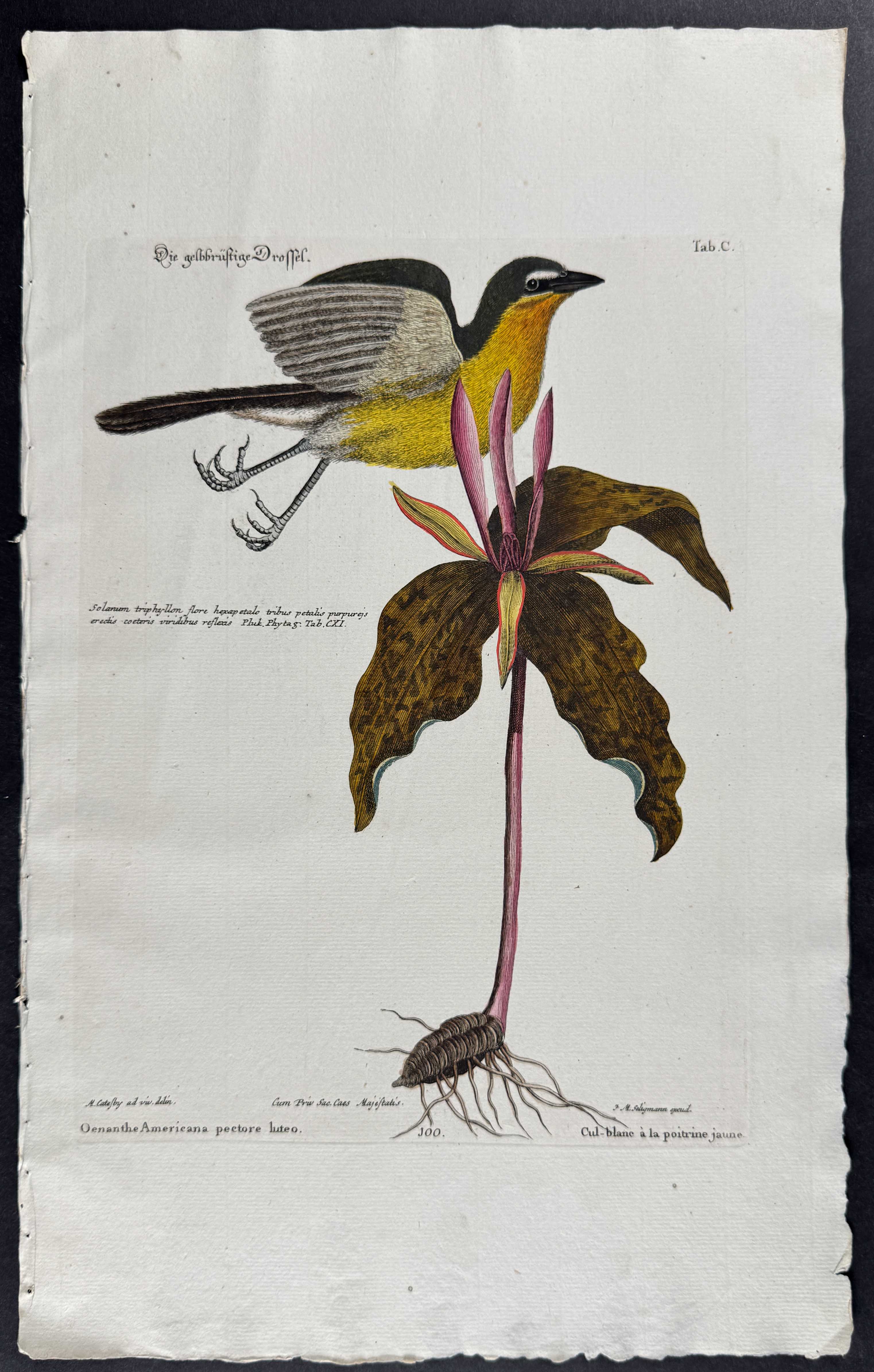 Yellow-breasted Chat