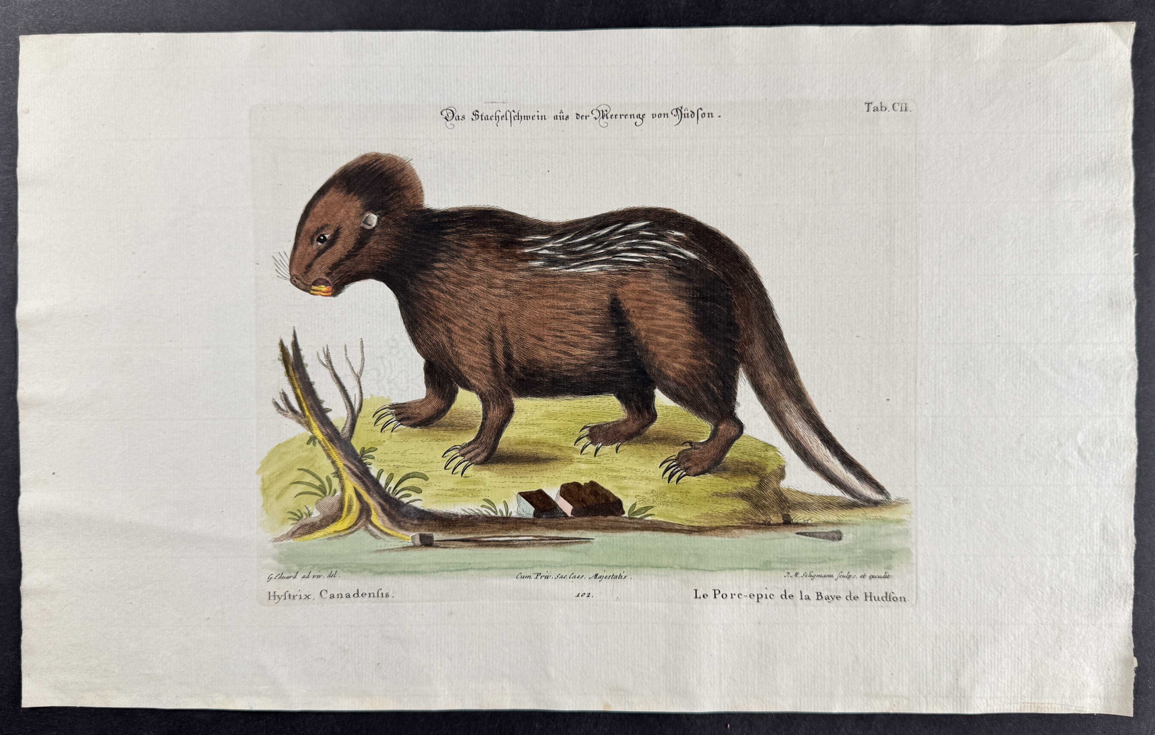 Porcupine