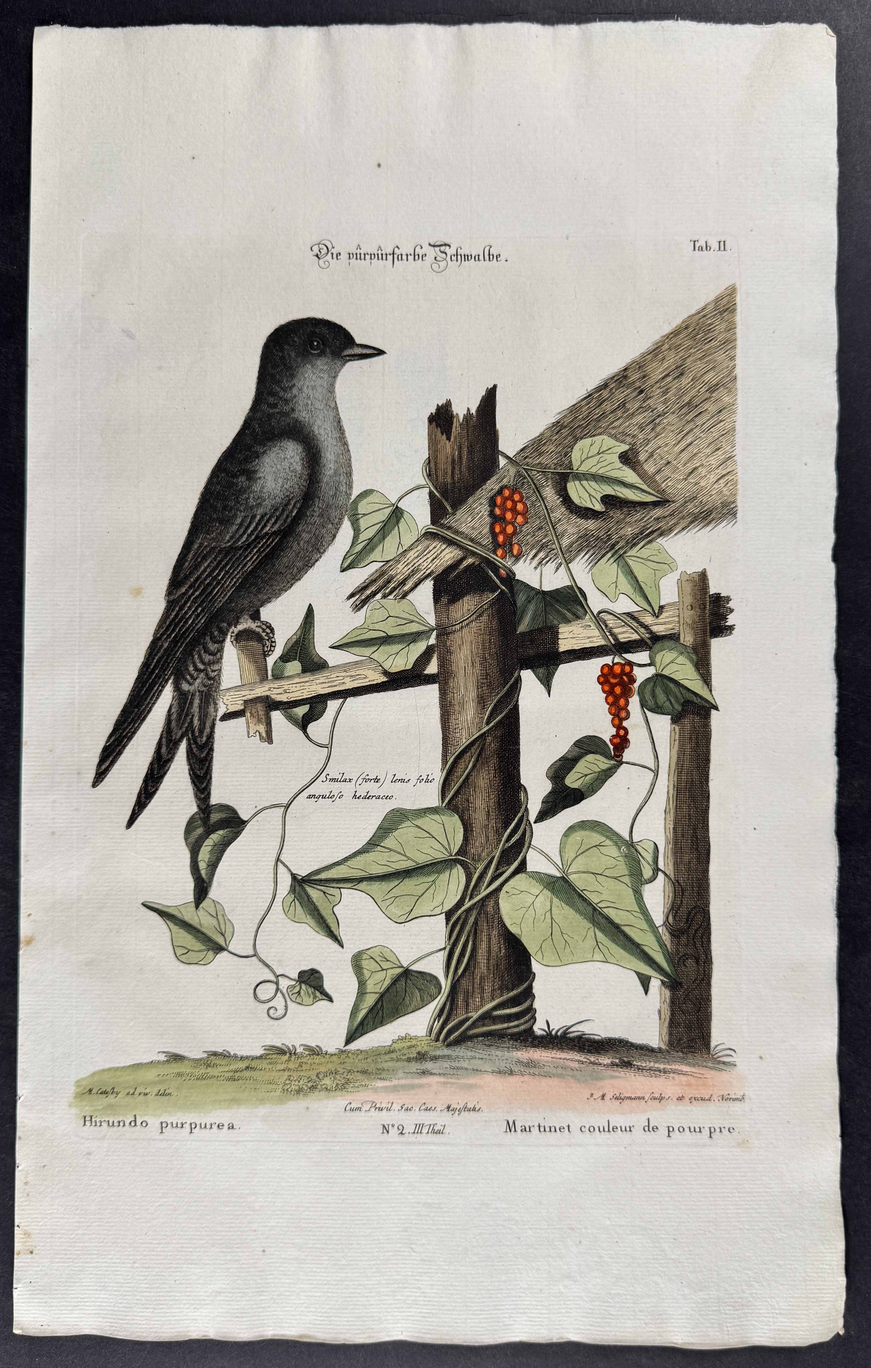 Purple Martin