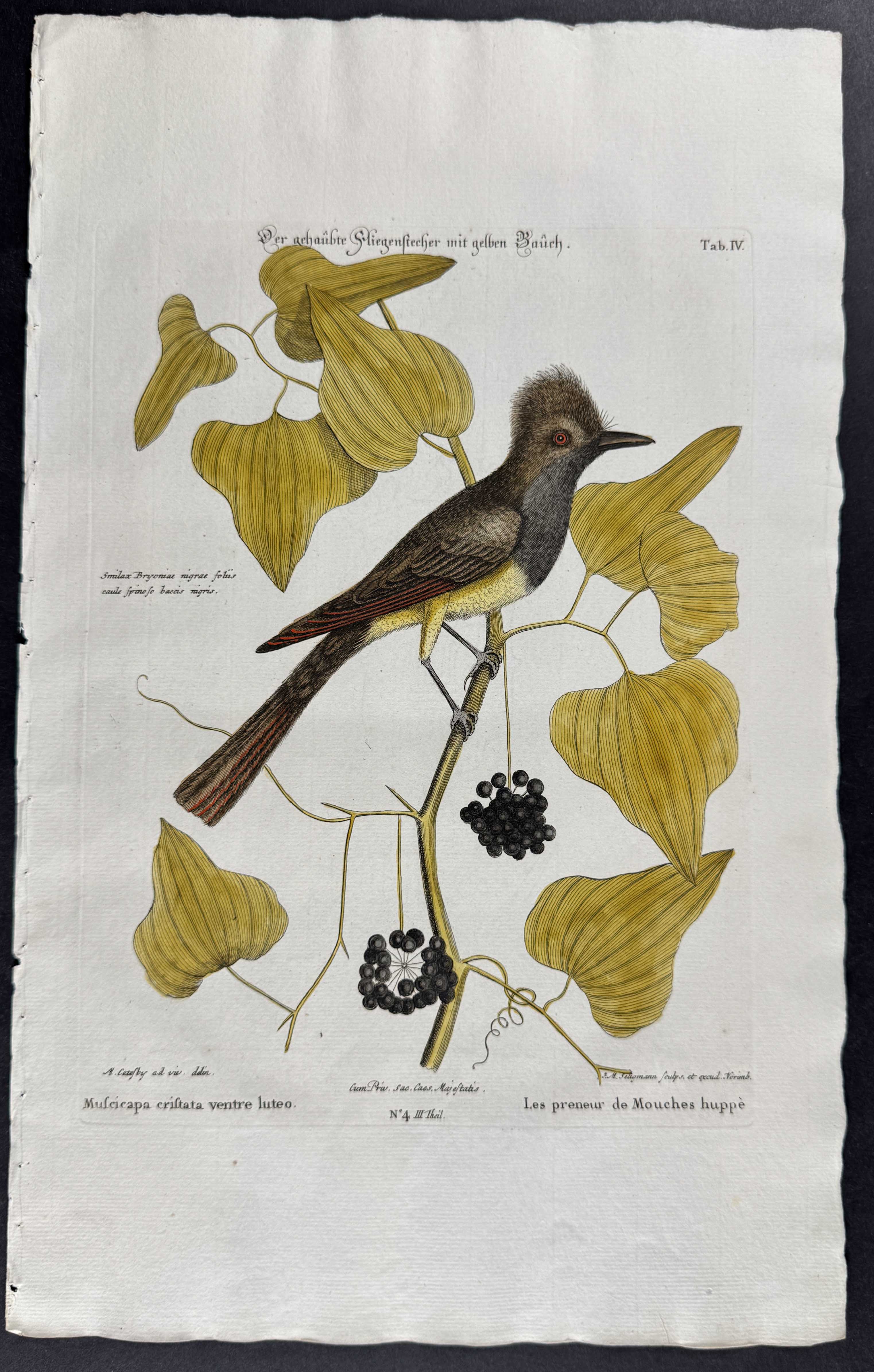 Crested Flycatcher