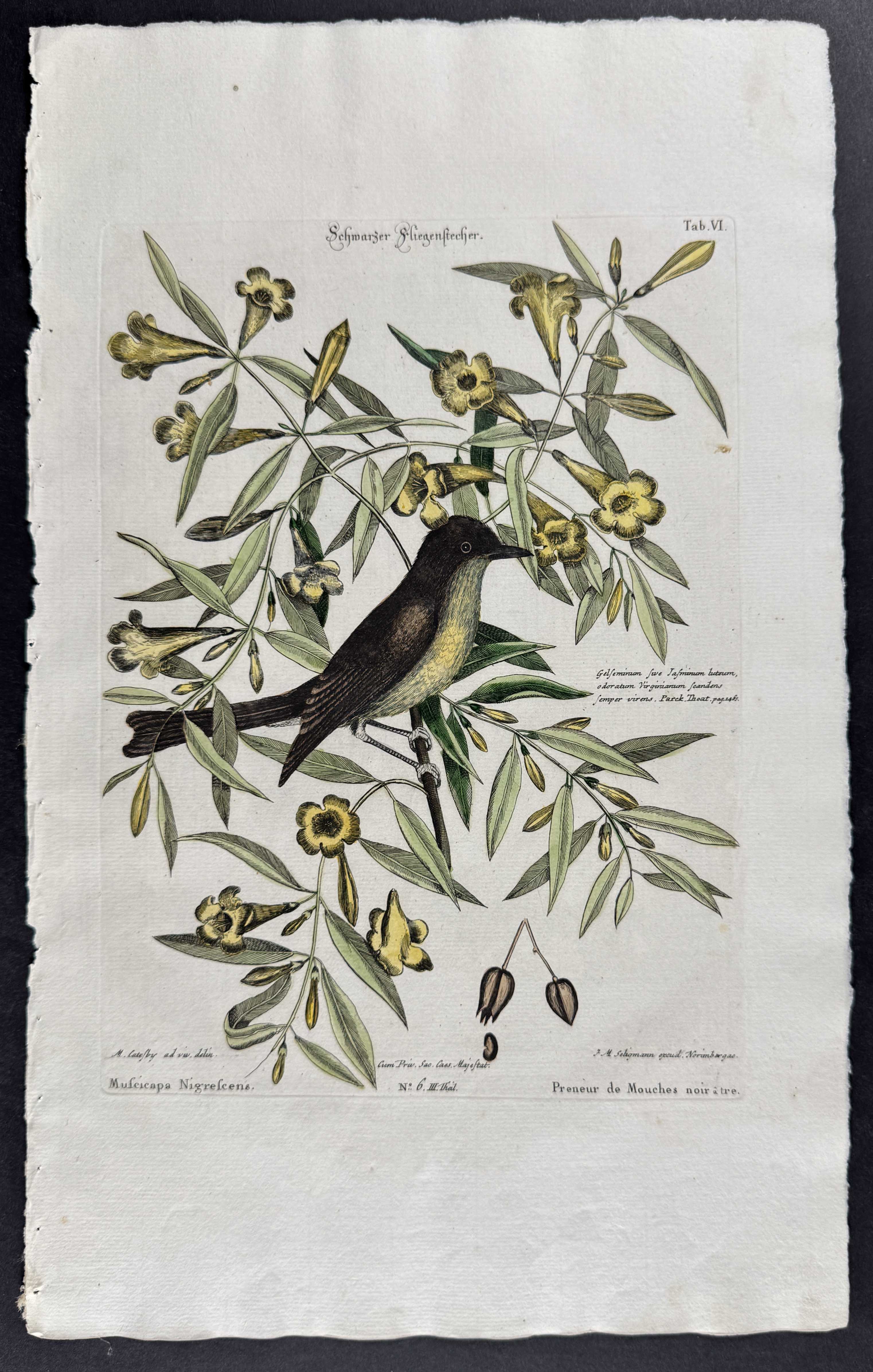 Blackcap Flycatcher