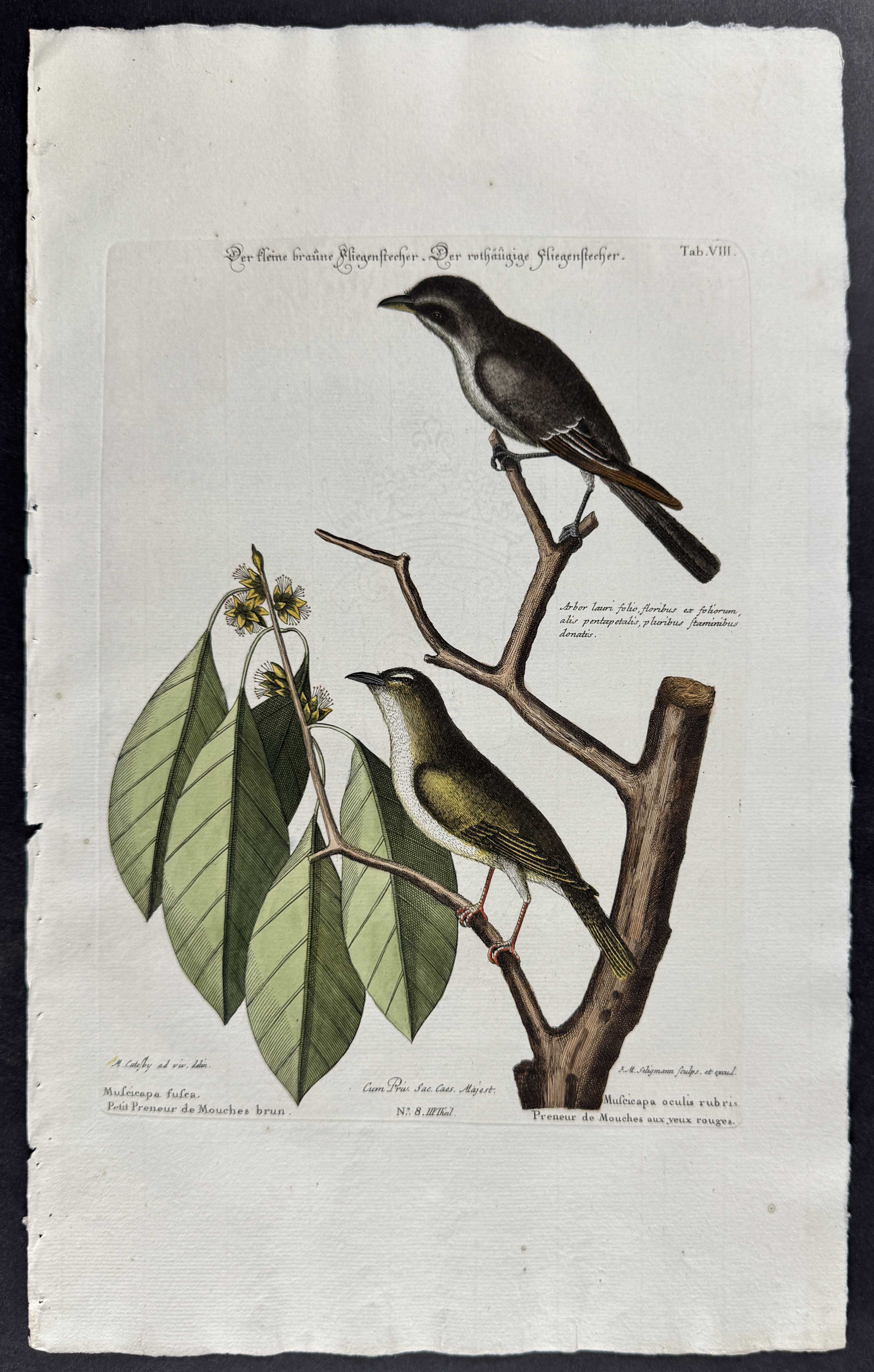 Brown Flycatcher