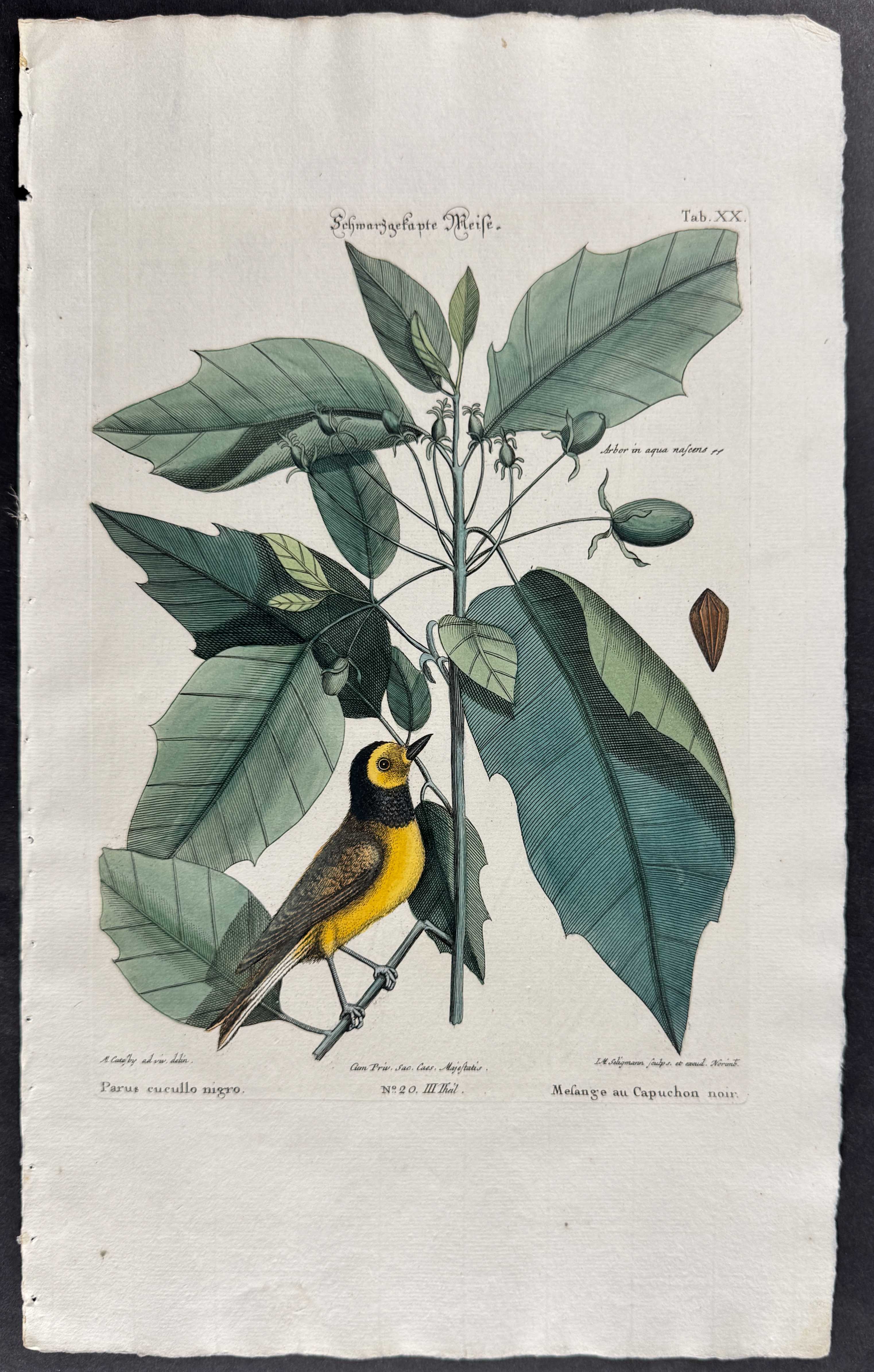 Hooded Titmouse (Hooded Warbler)