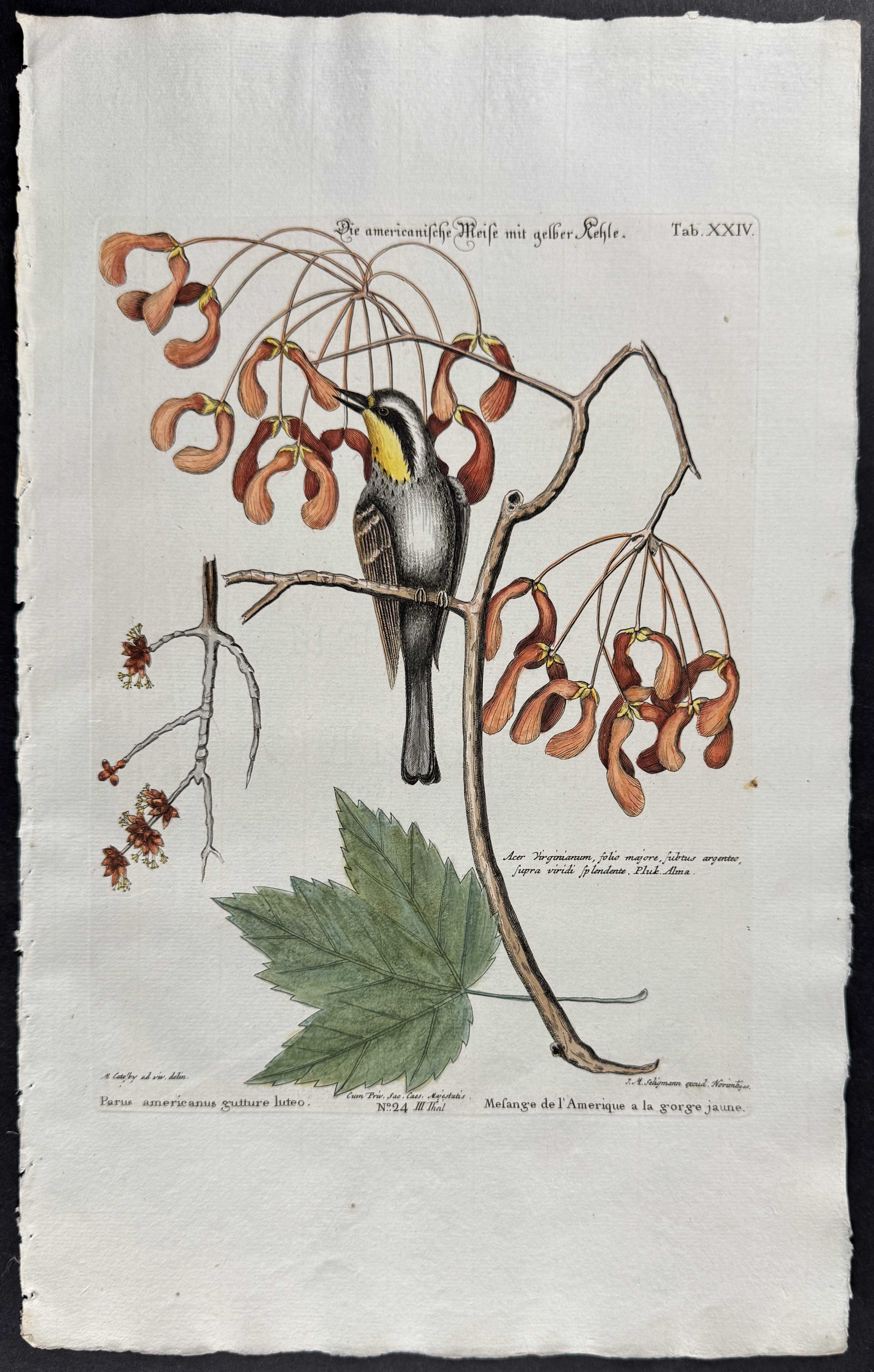 Yellow-Throated Creeper (Warbler)