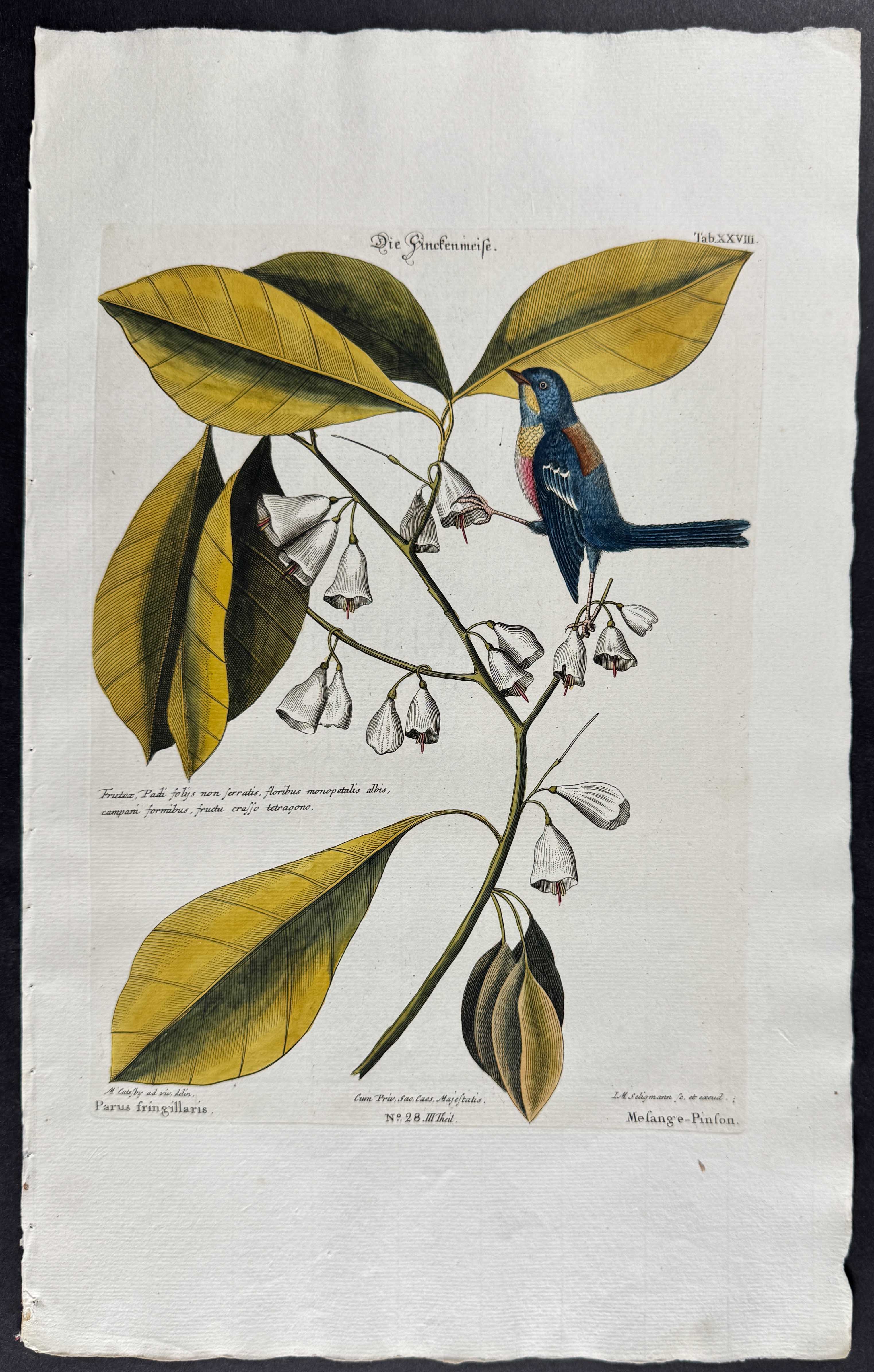 Finch Creeper (Parula Warbler)