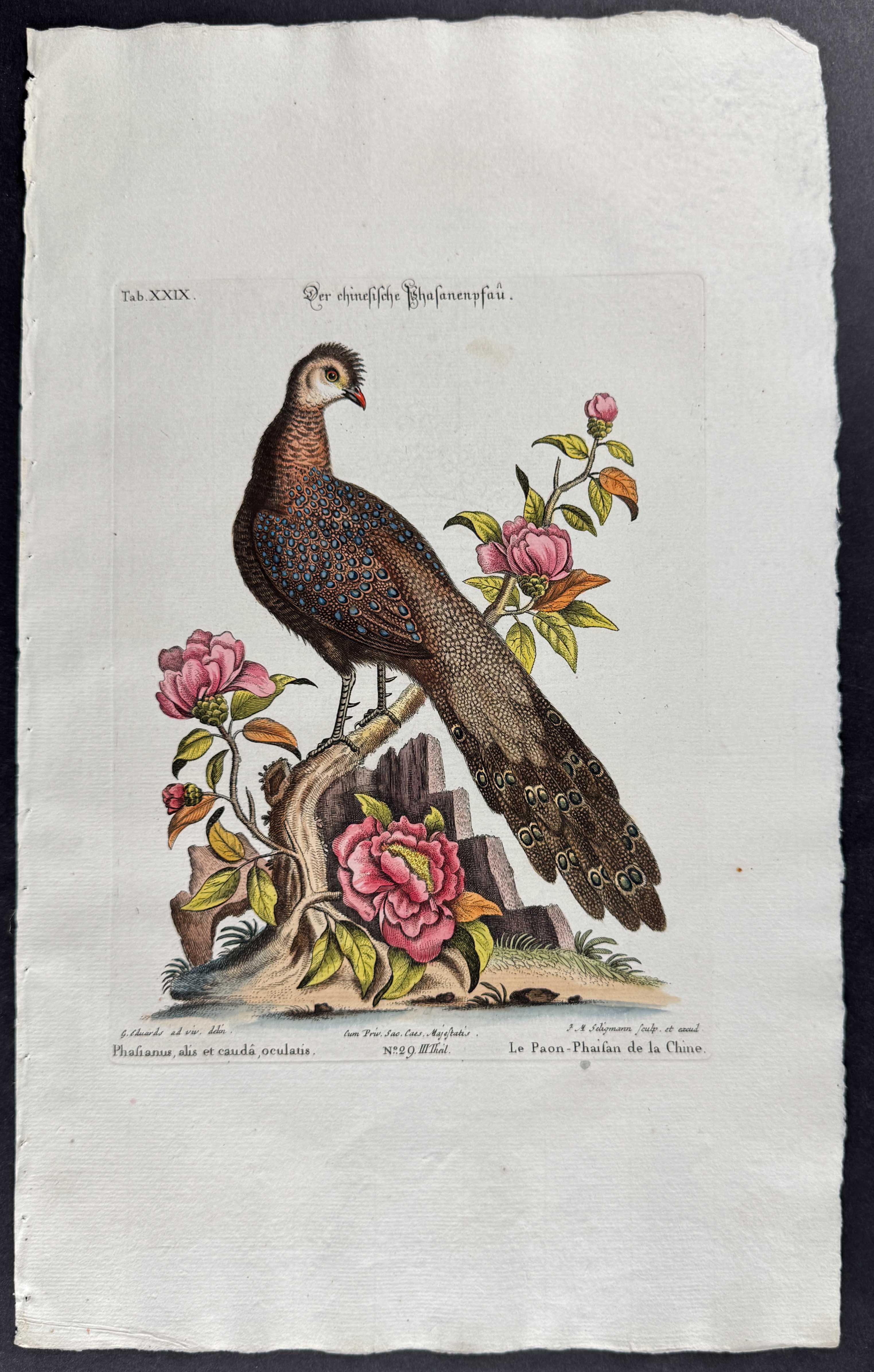 Pheasant & Camellia