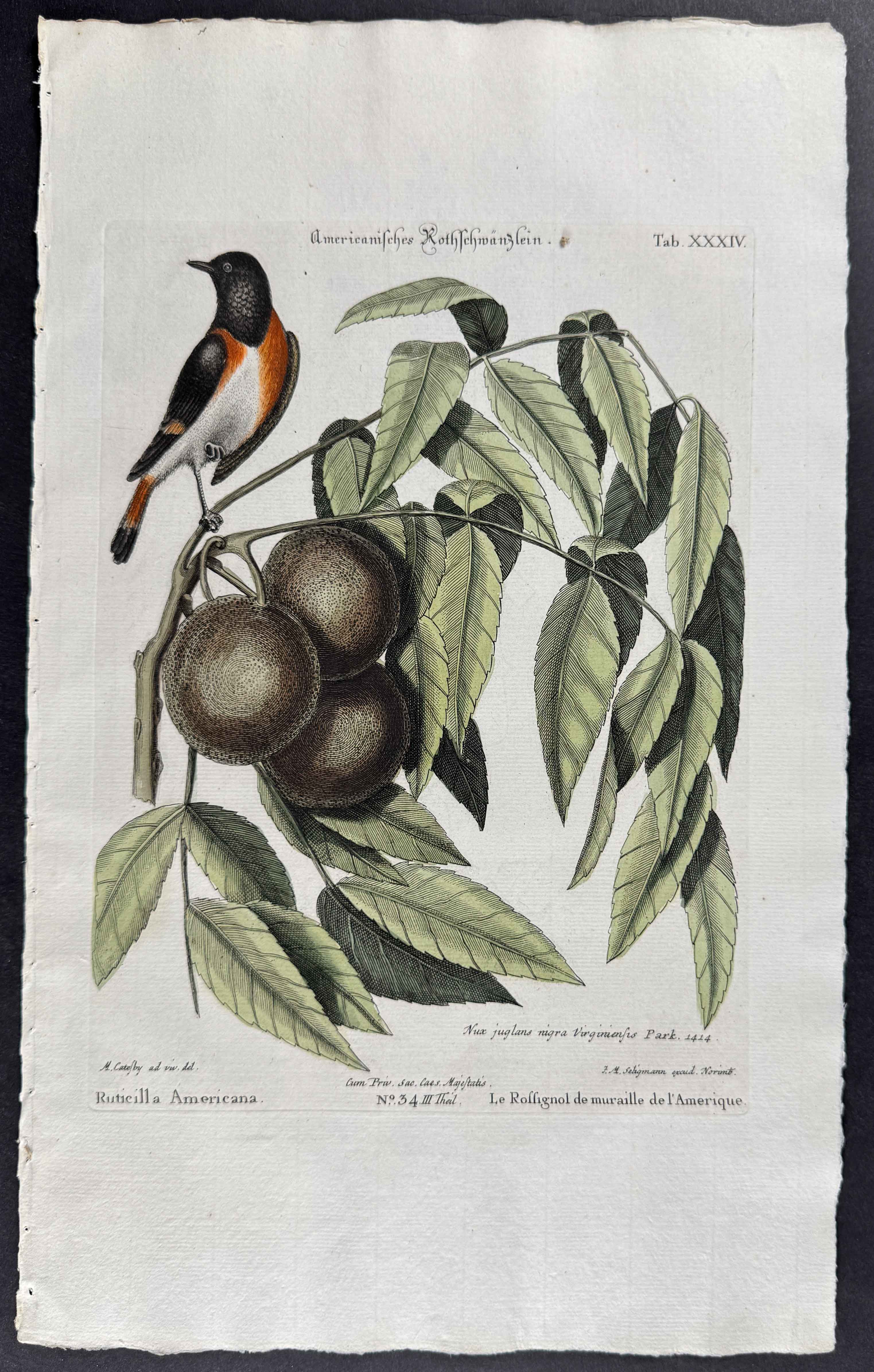 American Redstart