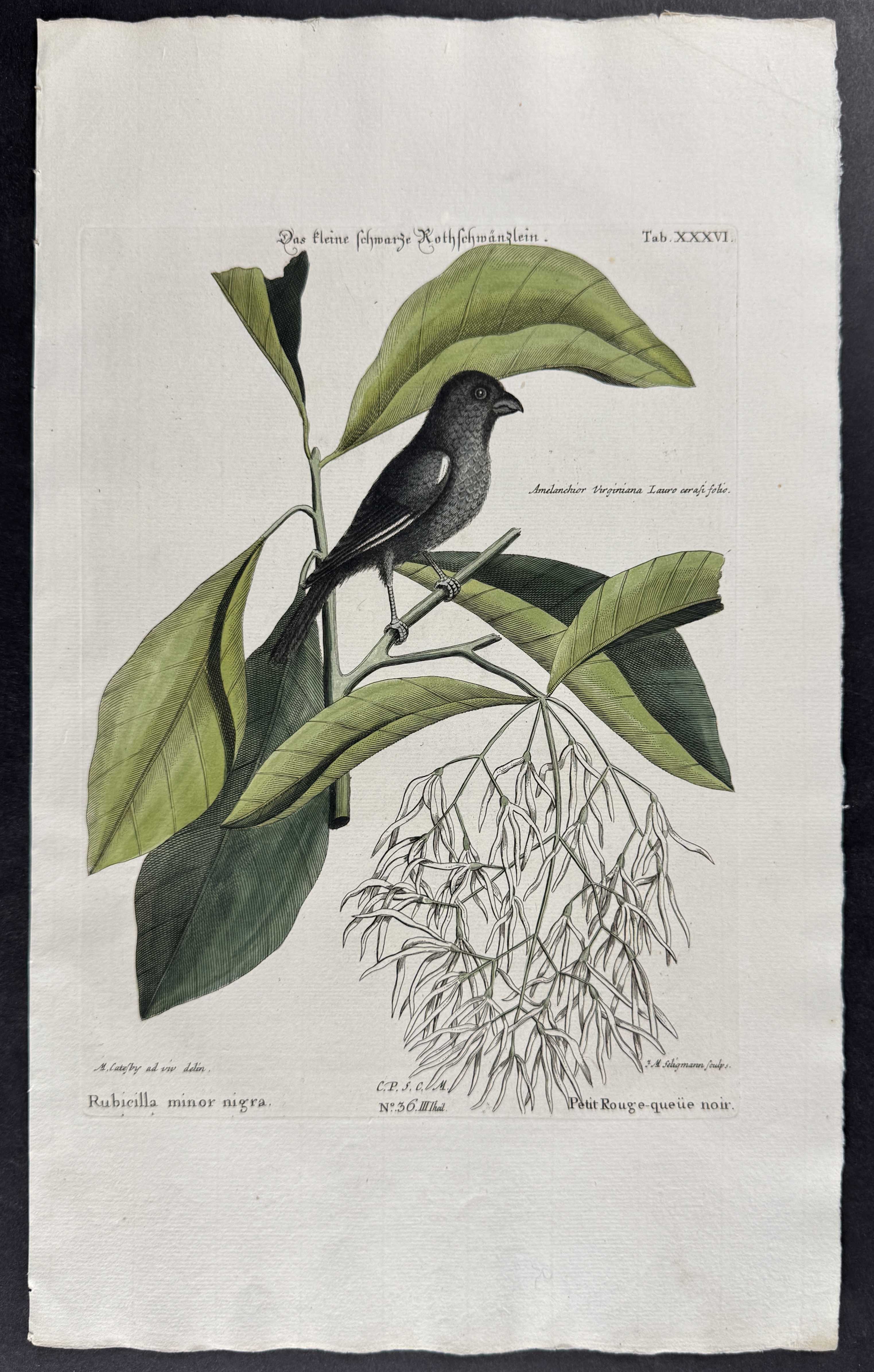 Little Black Bullfinch