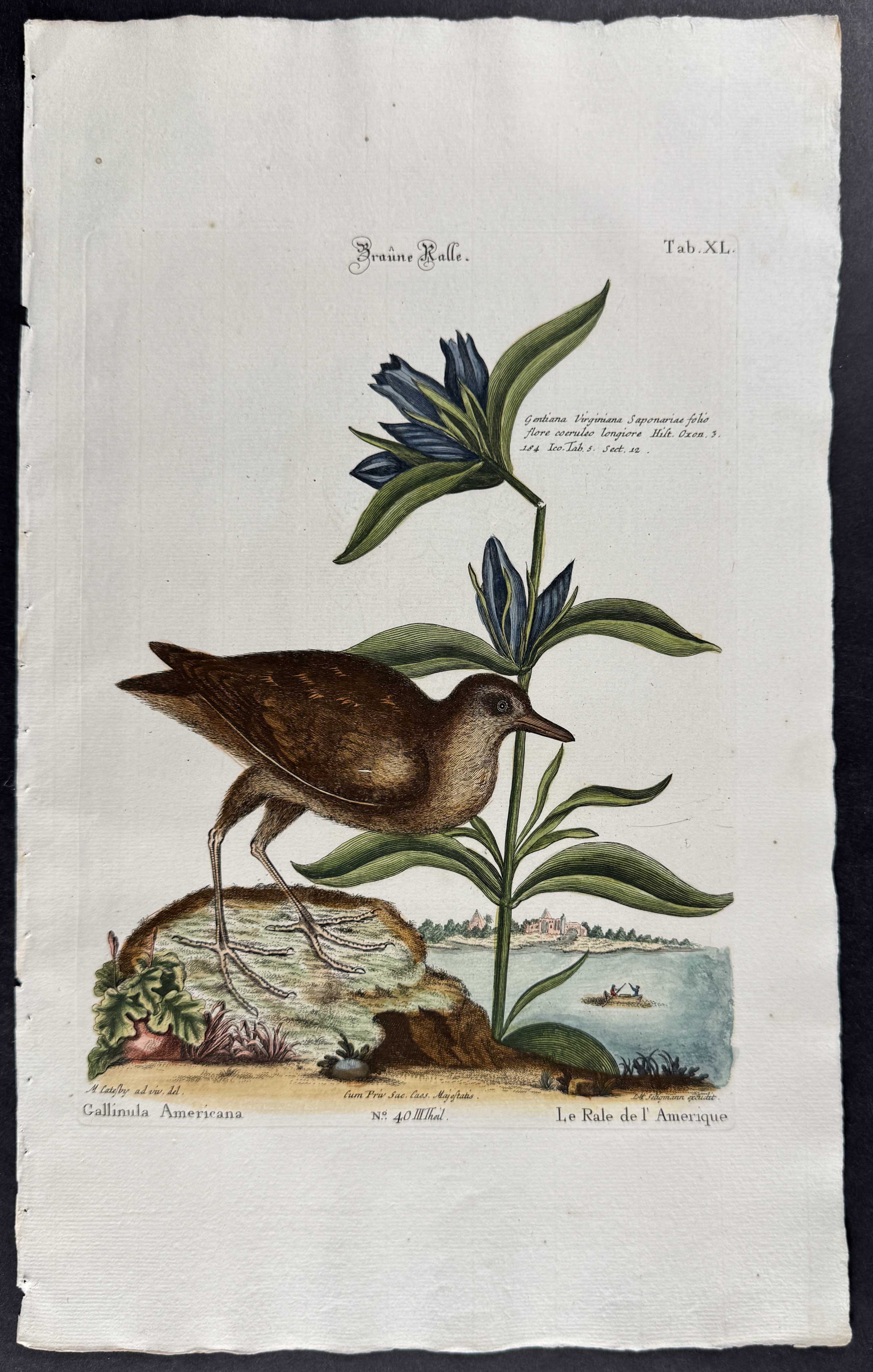 Gallinule (Gallinula Americana) & Gentiana