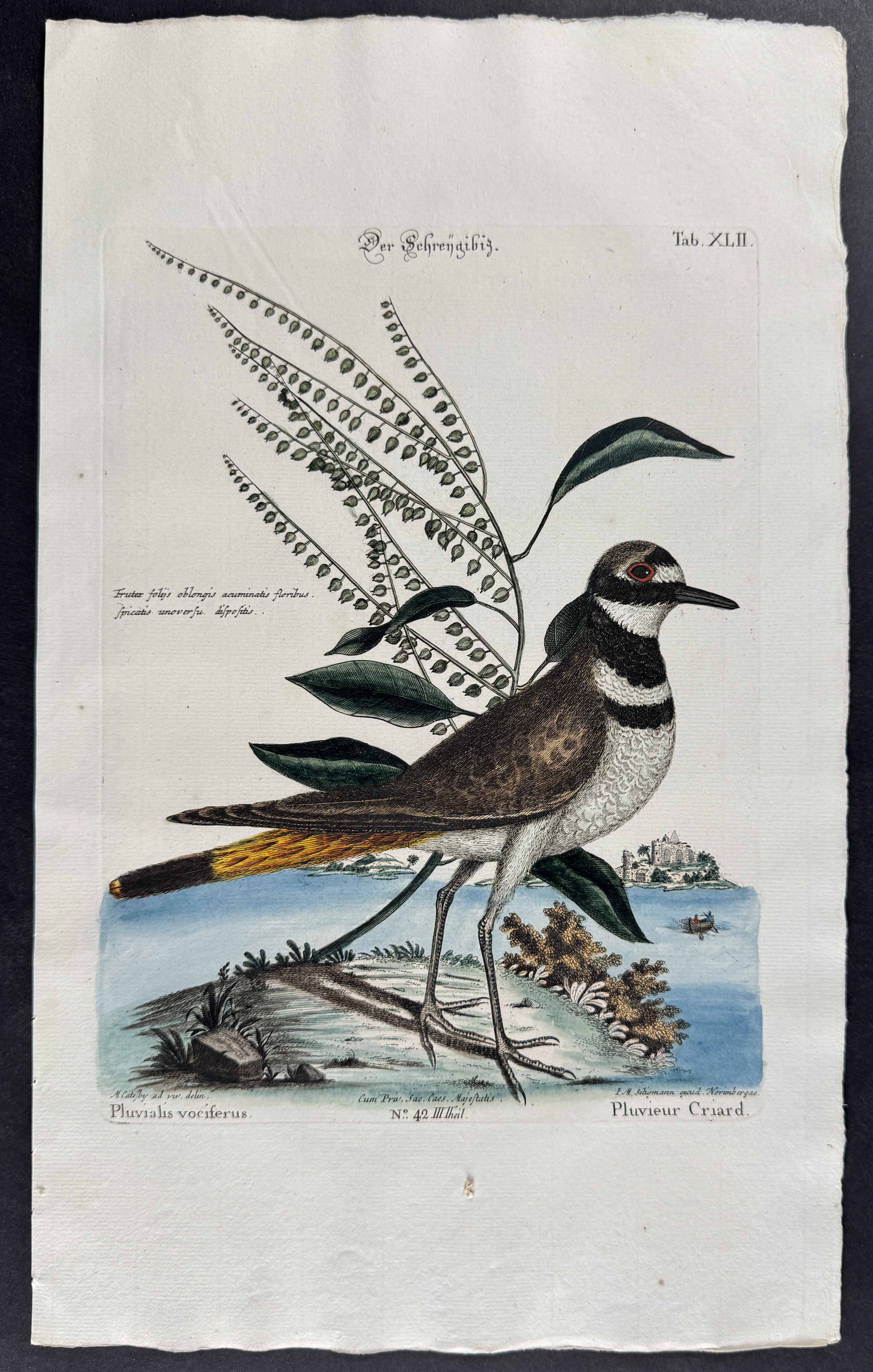 Chattering Plover (Killdeer)
