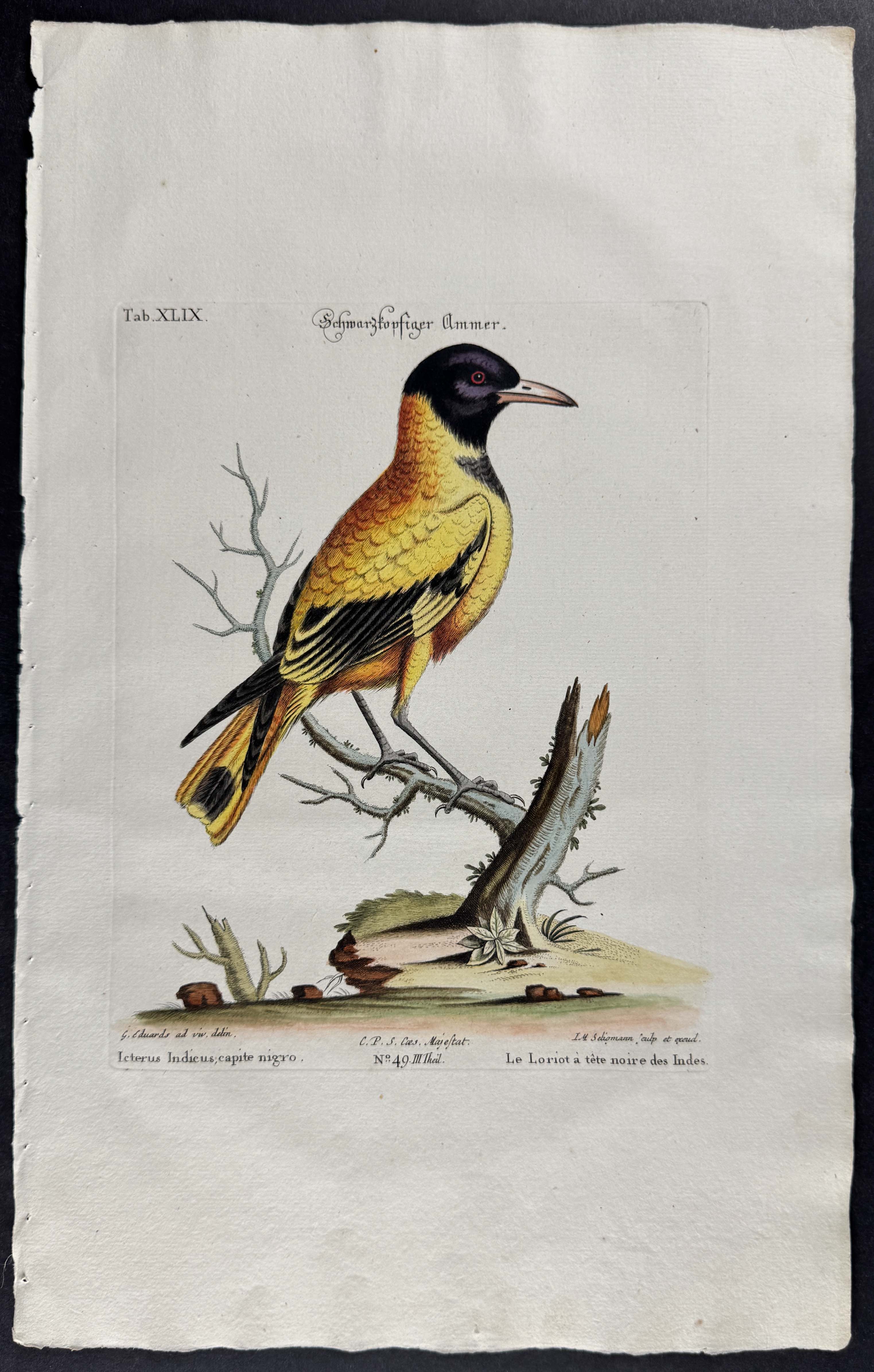 Oriole