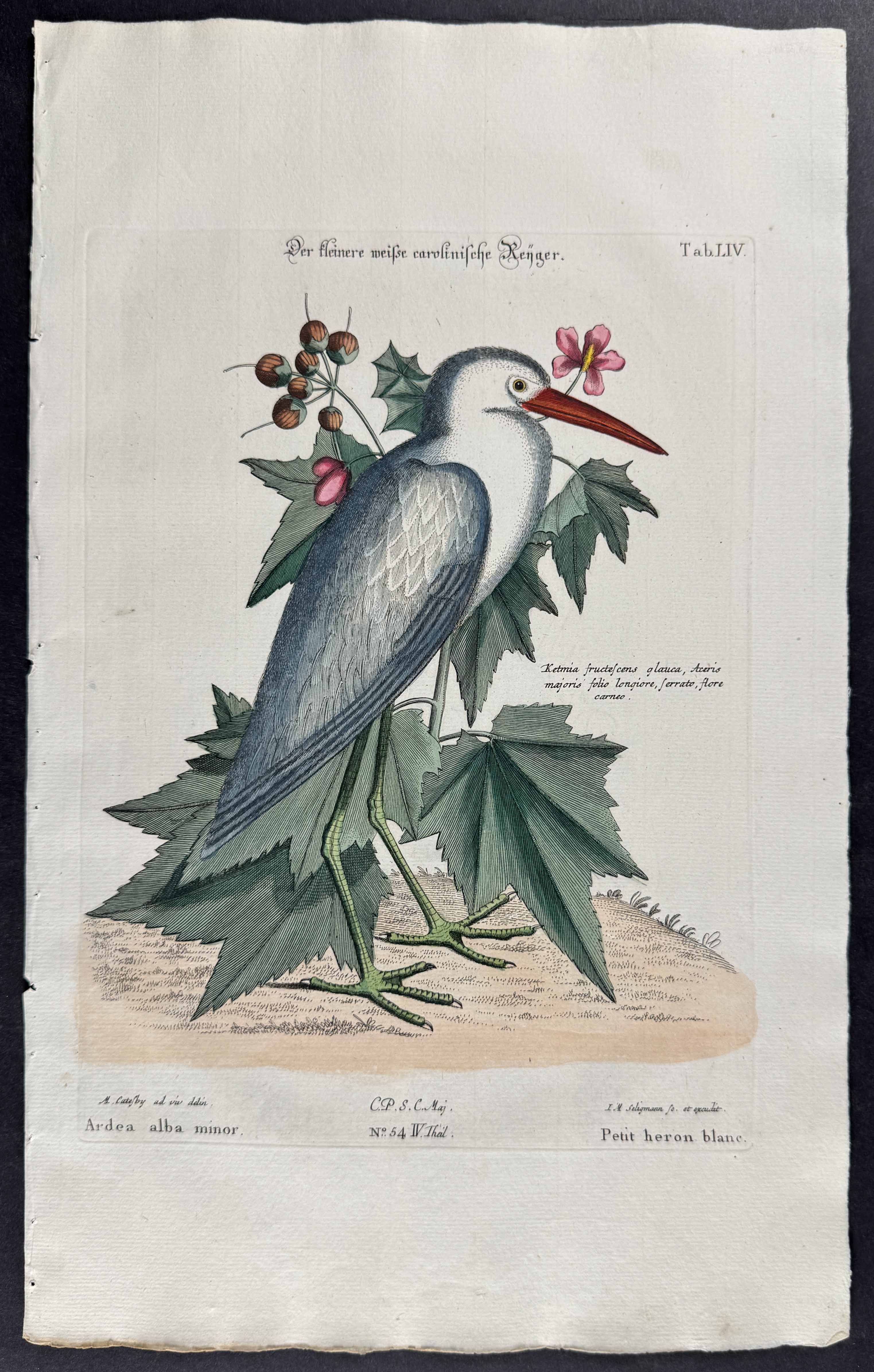 Little White Heron (Young Blue Heron)