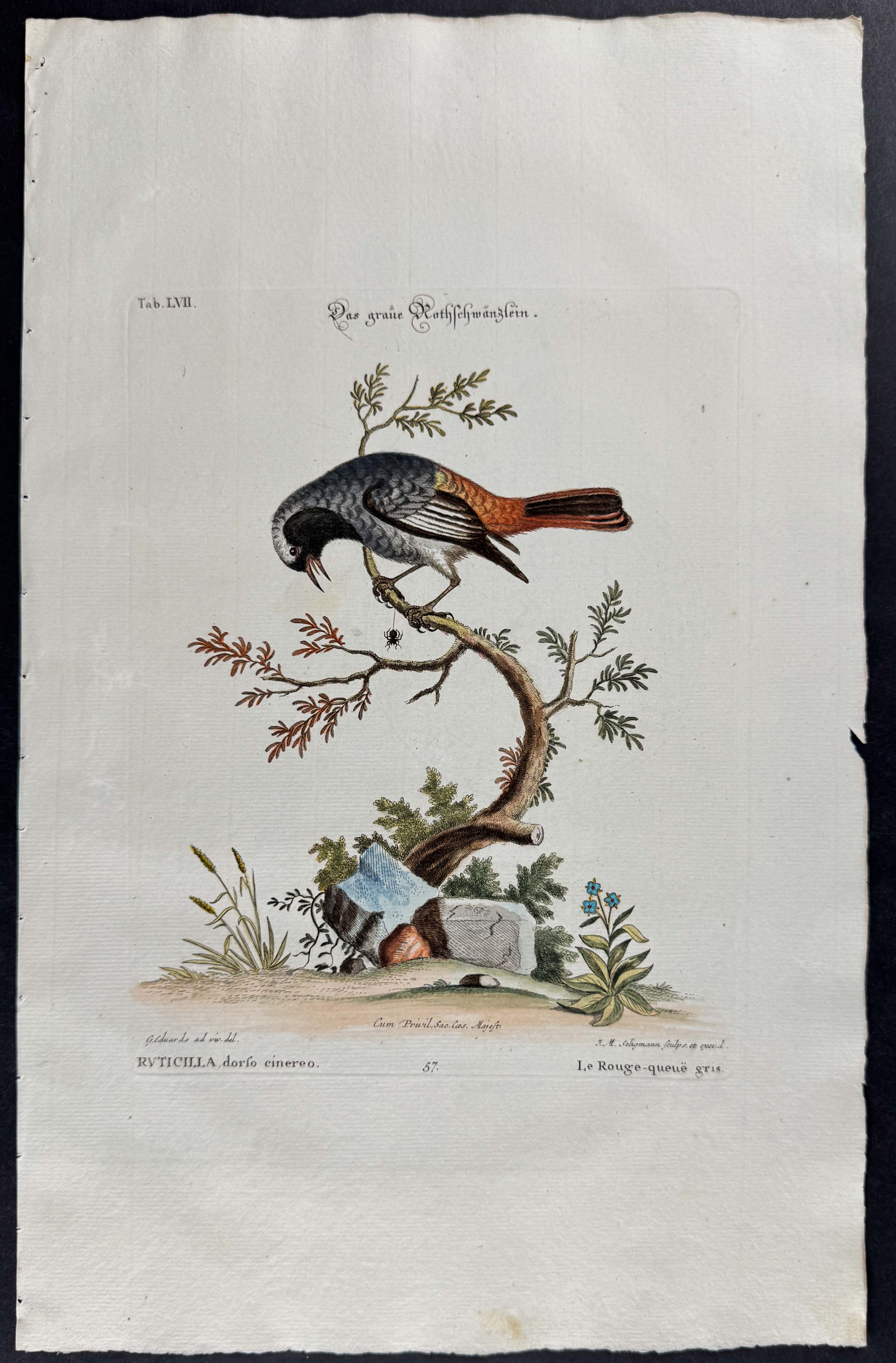 Bird (Ruticilla dorso cinereo)