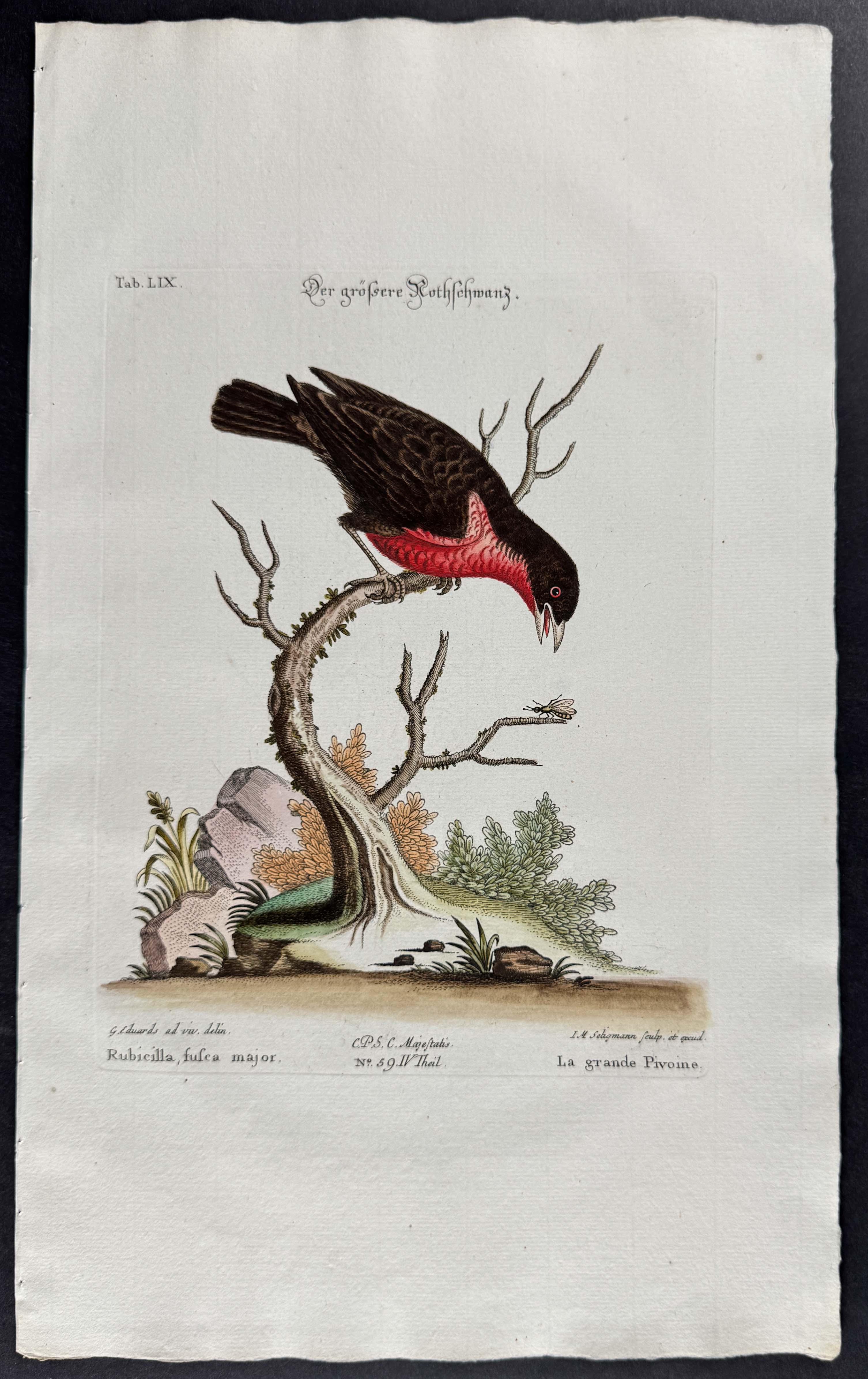 Bird (Rubicilla fusca major)