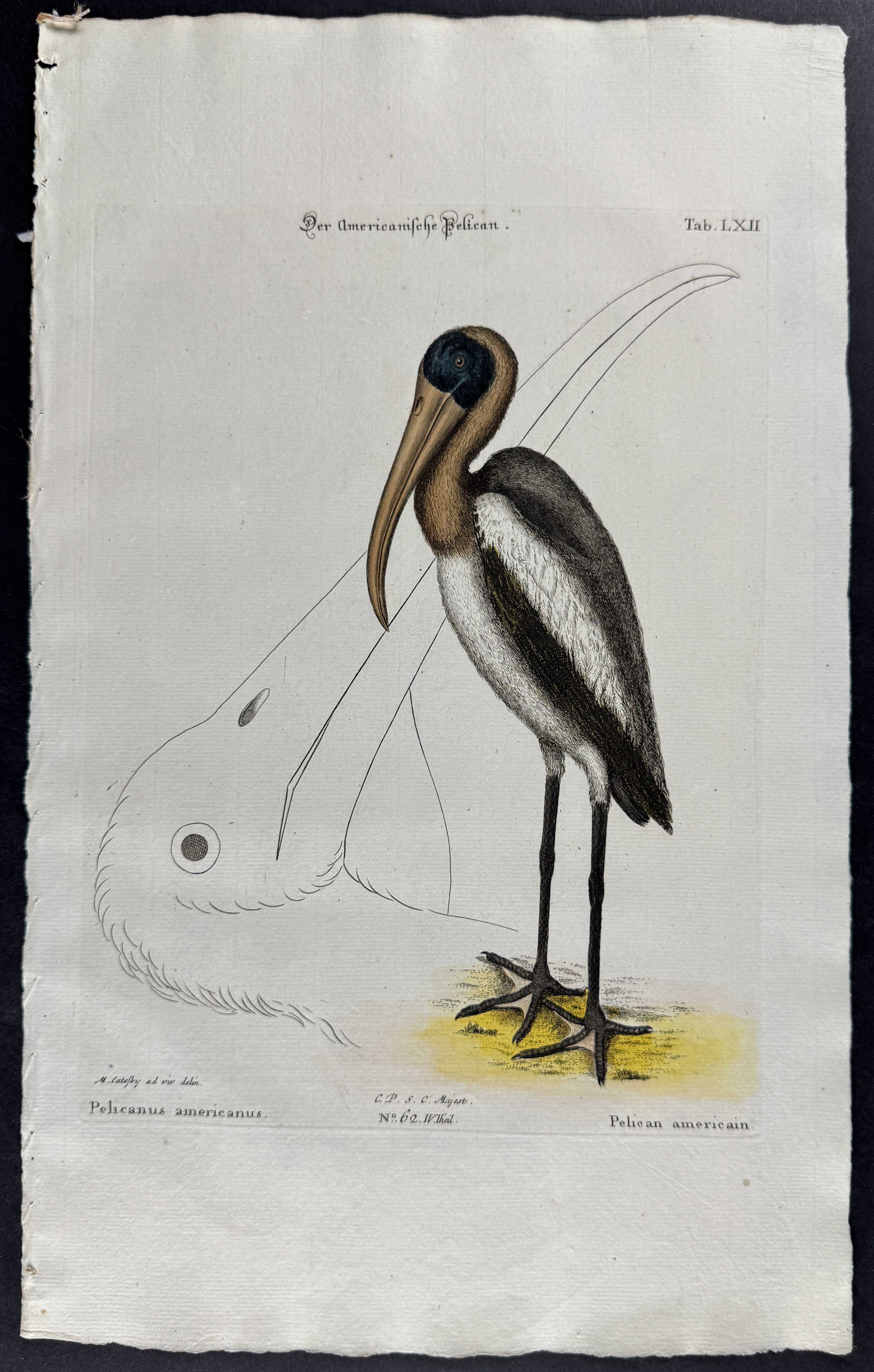 Wood Pelican (Wood Ibis)