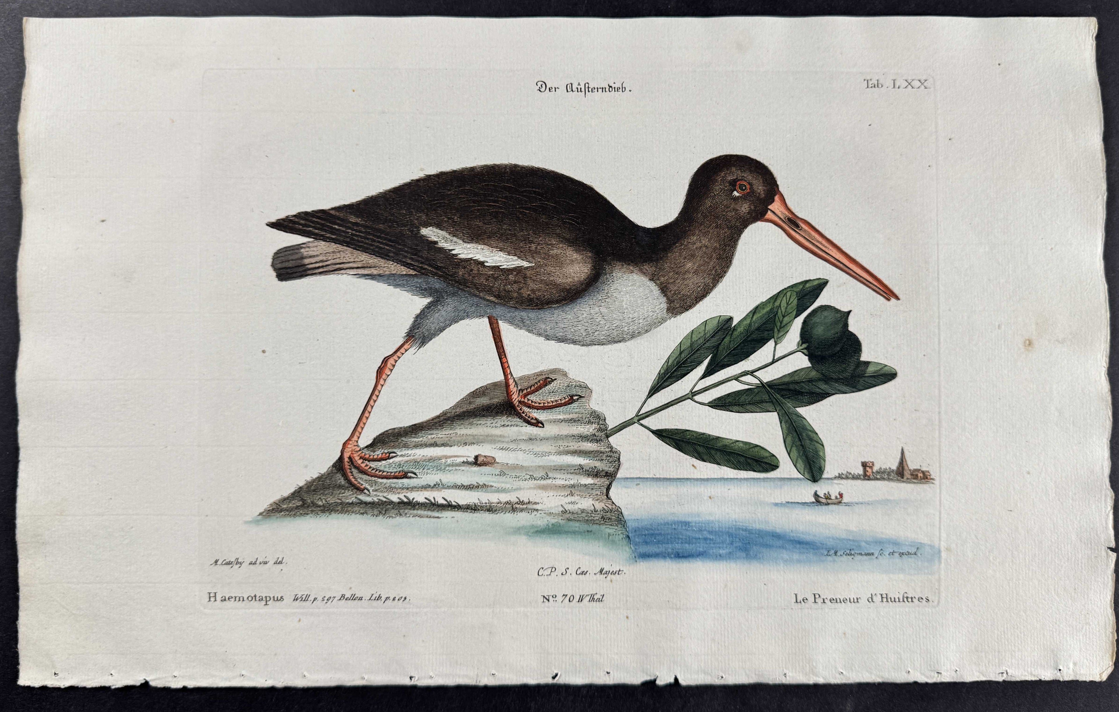 Oyster Catcher w/ Frutex Bahamensis (Black Mangrove)