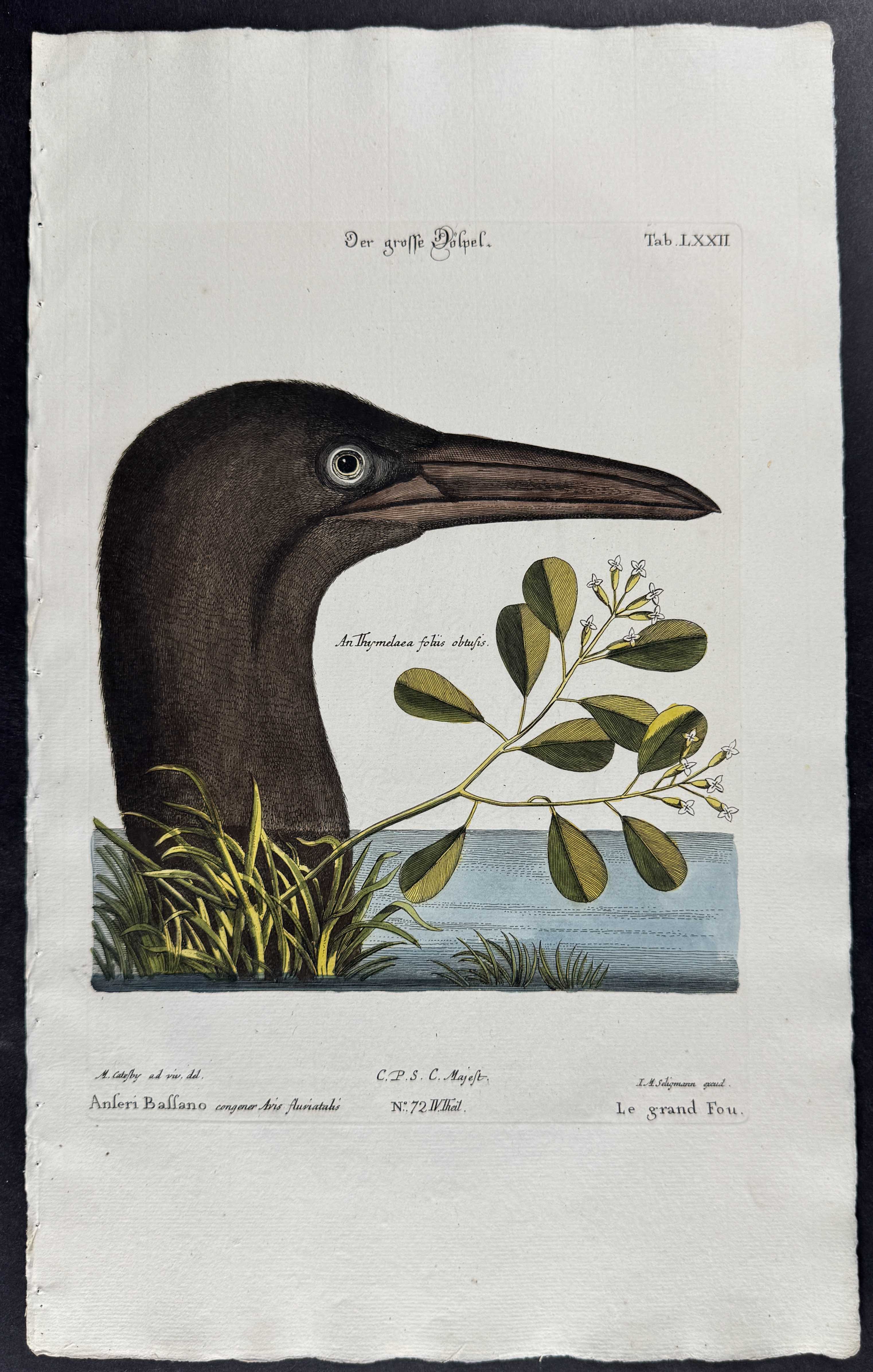 Great Booby (Gannet) with An Tymelaea