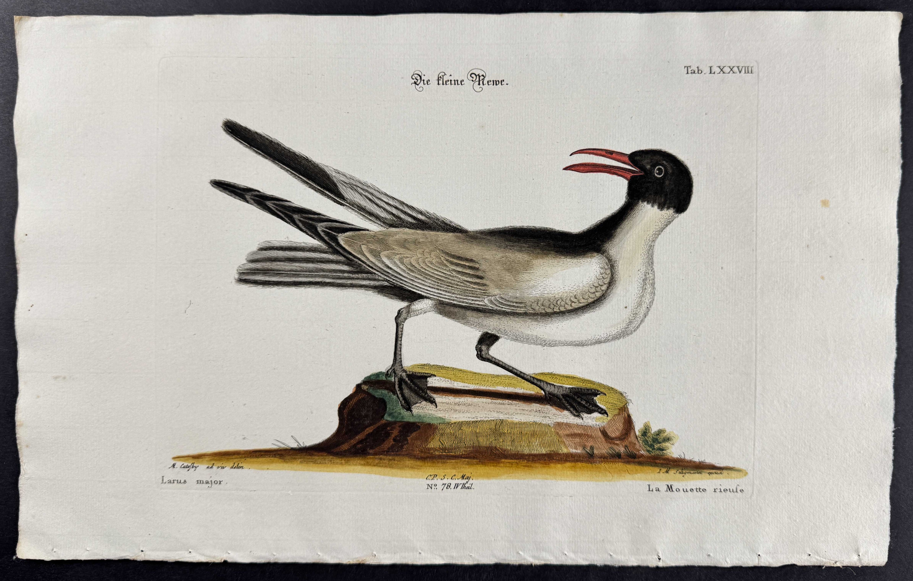 Laughing Gull