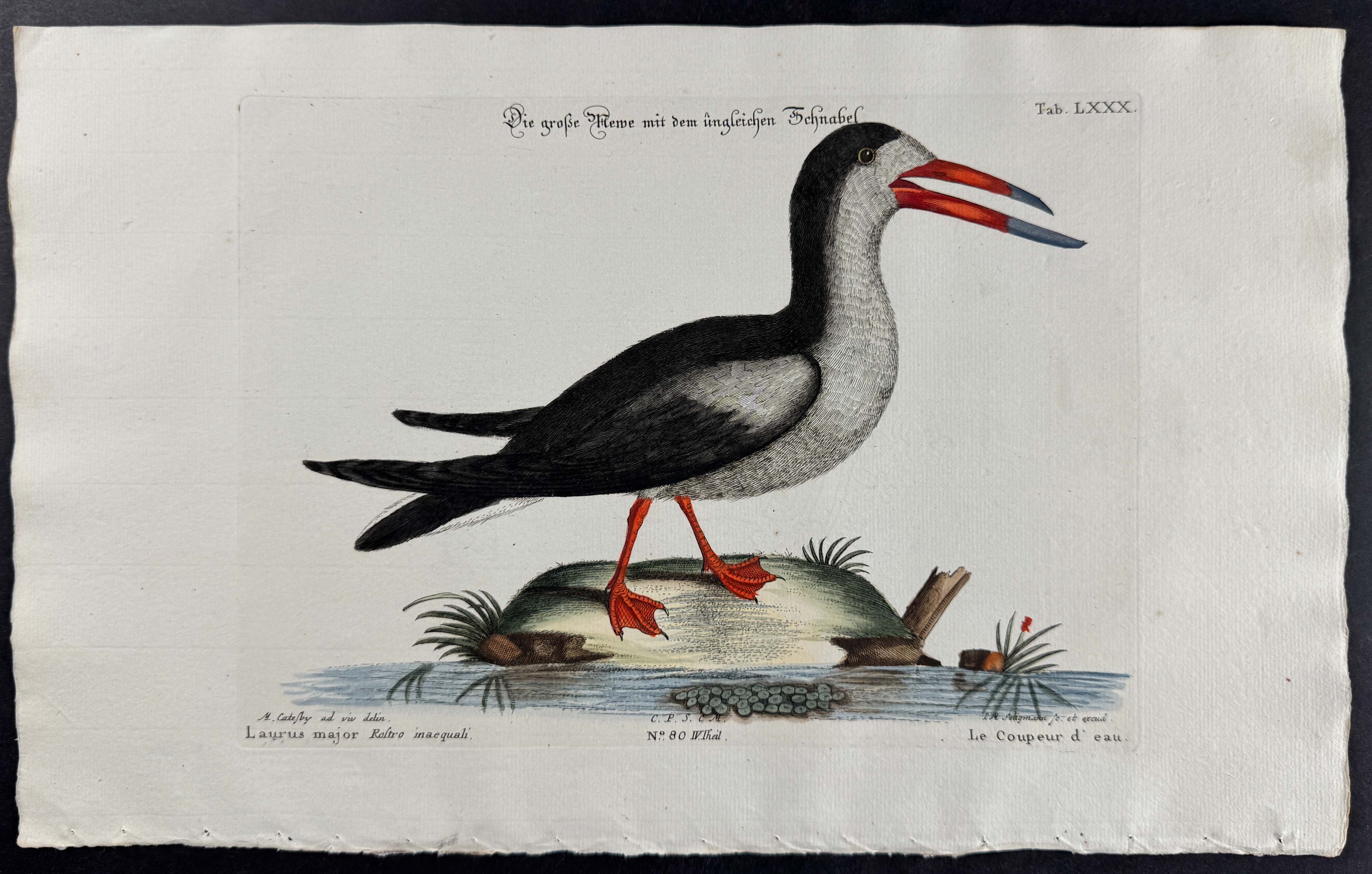Cut Water (Black Skimmer)