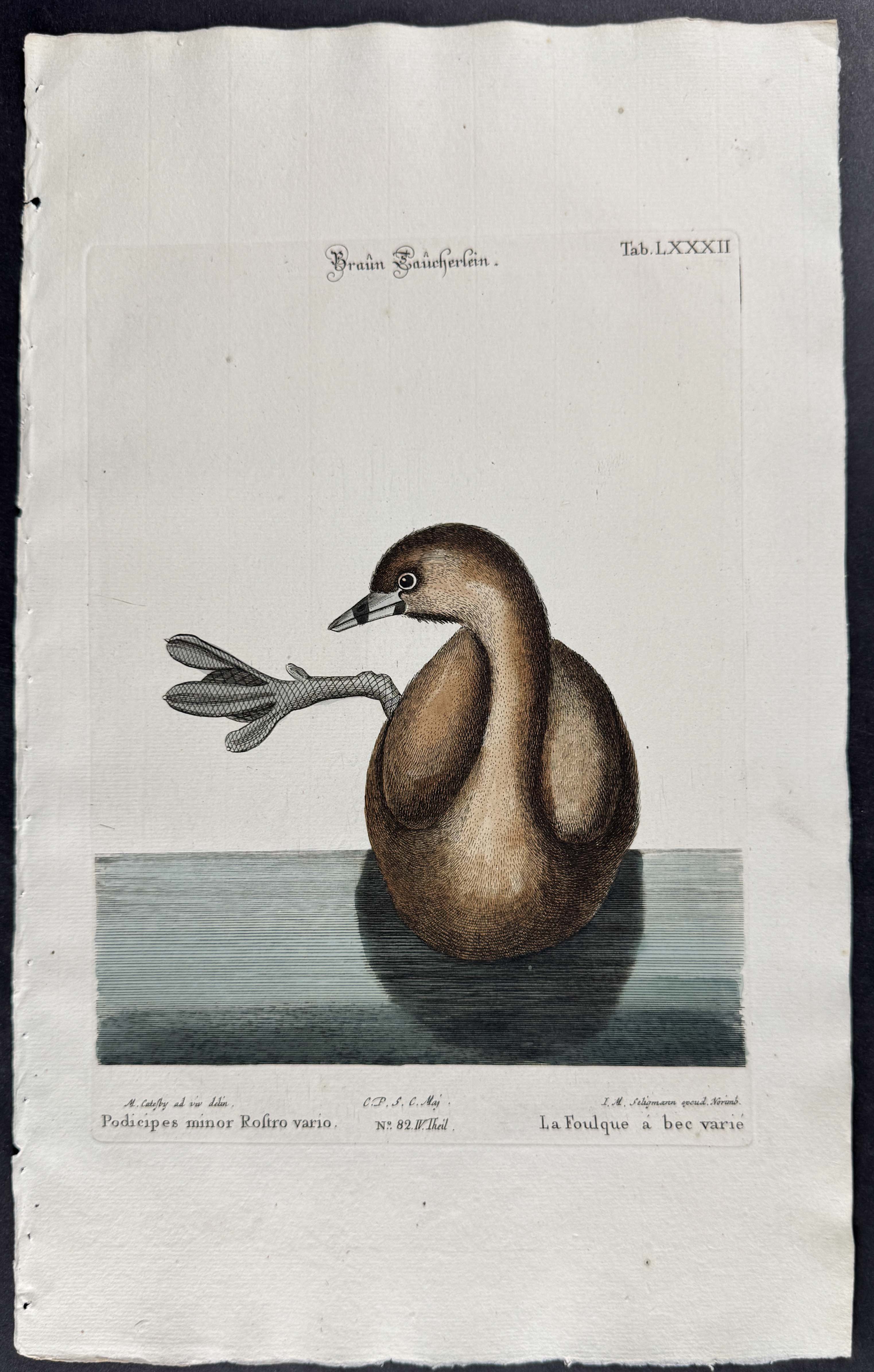 Pied-Bill Dobchick (Pied-Bill Grebe)