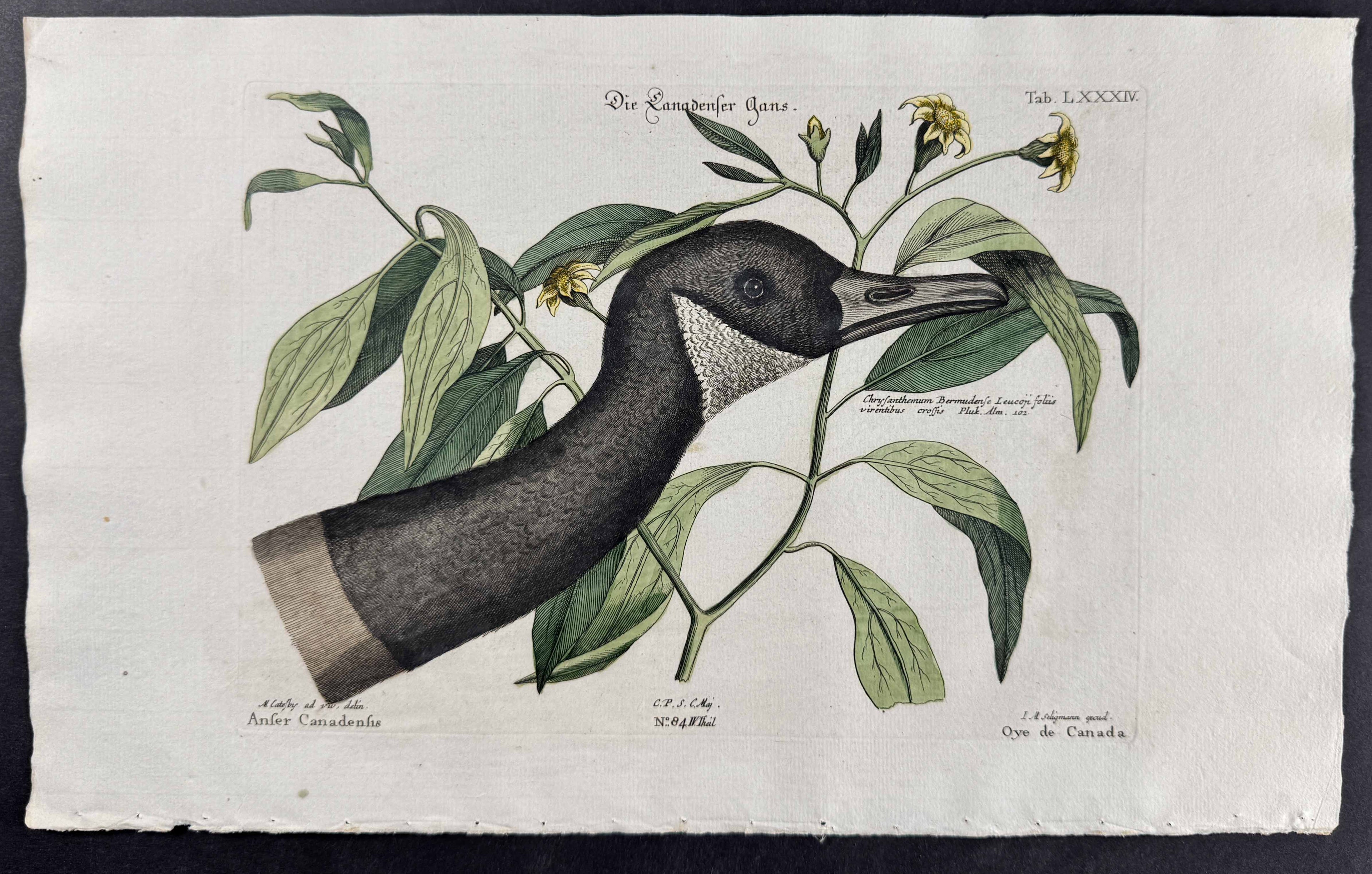 Canada Goose (head) with Rong Bush