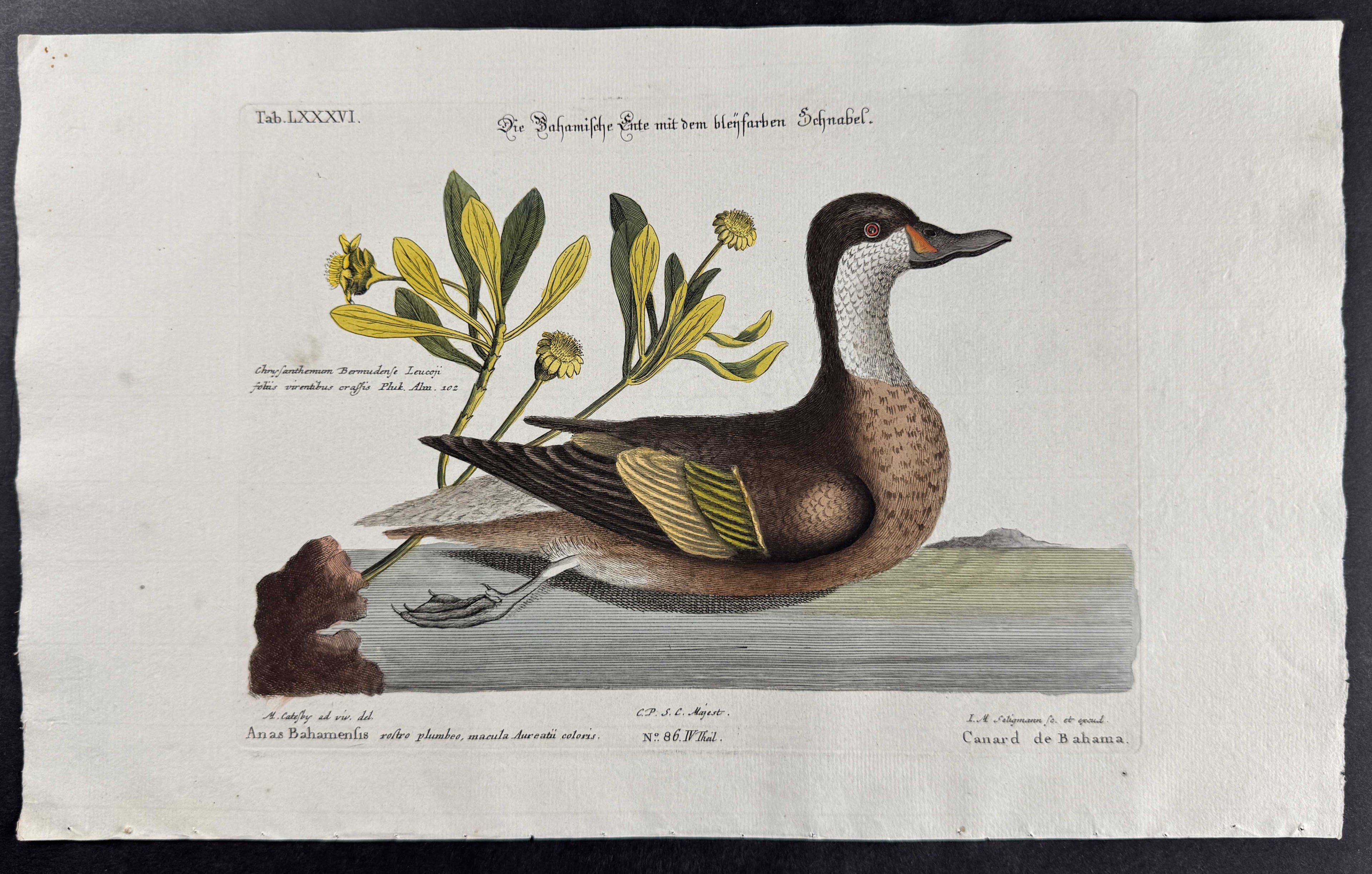 Ilathera Duck (Bahama Duck) with Chrysantemum Bermudense