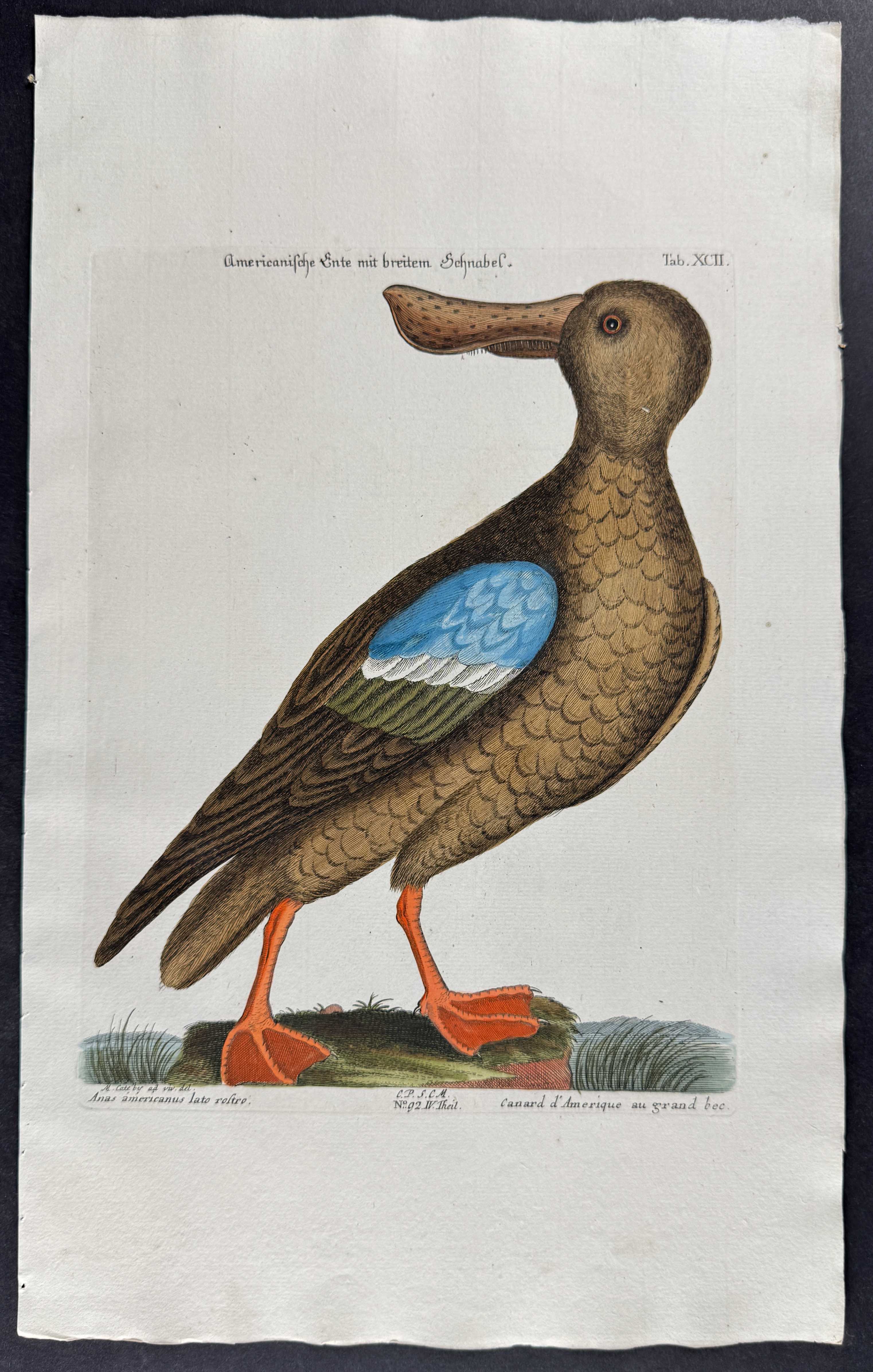 Blue-Wing Shoveler