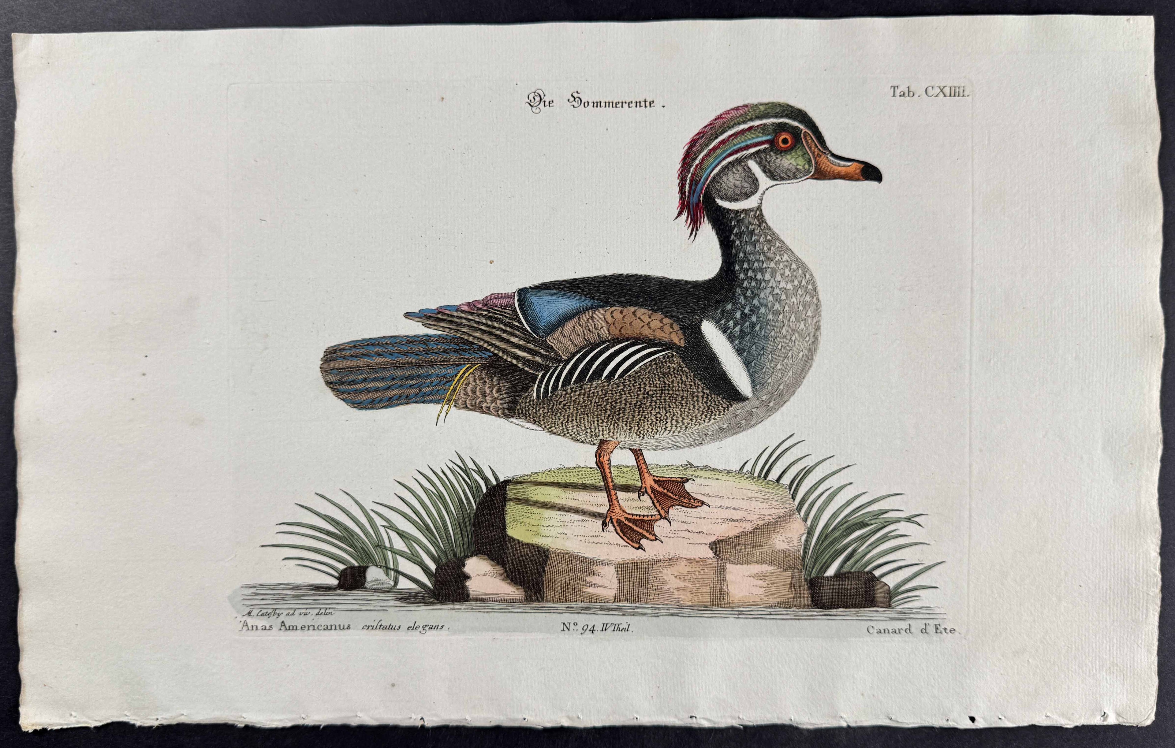 Summer Duck (Wood Duck)